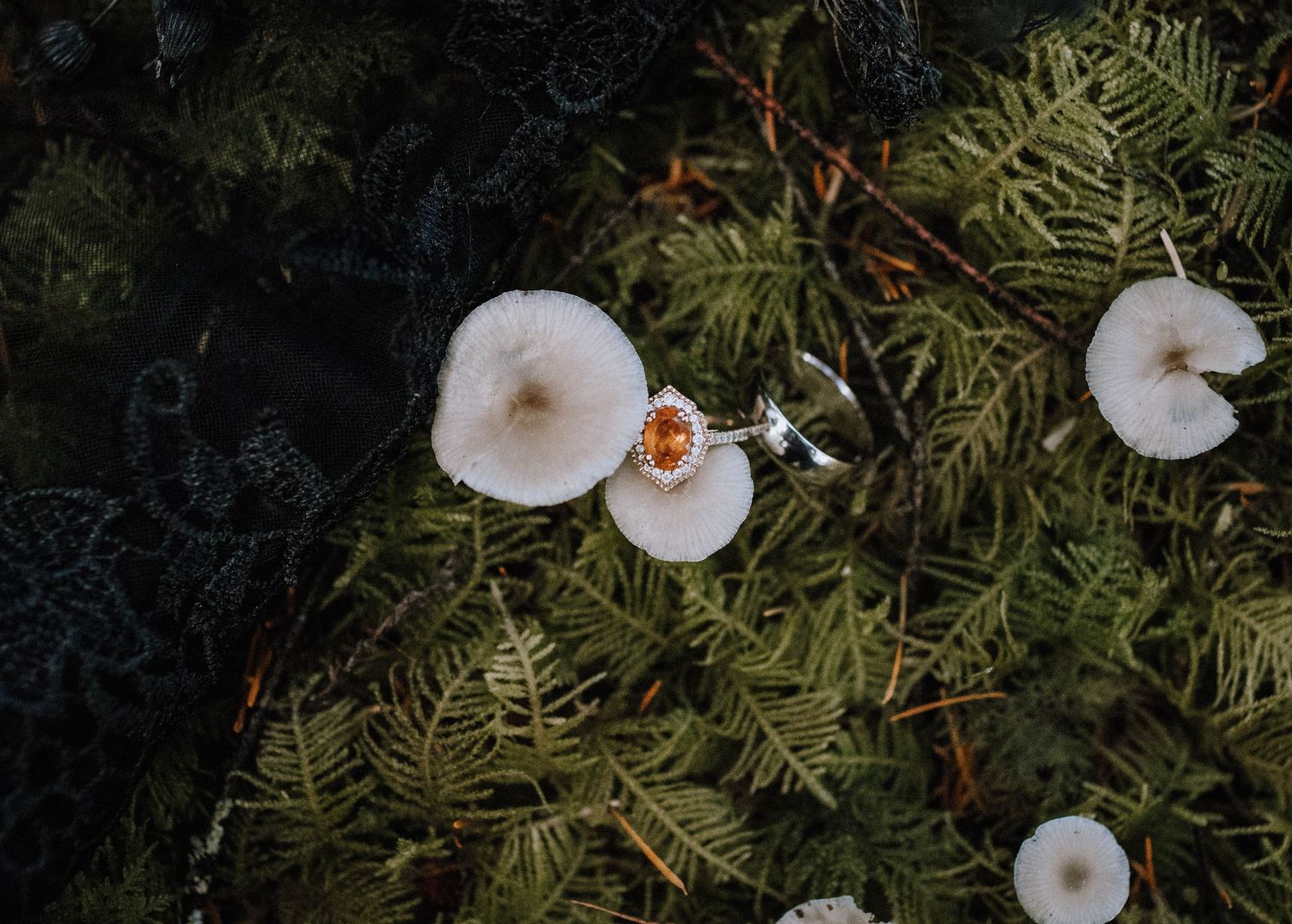 White mushrooms growing among green ferns in a dark forest setting.