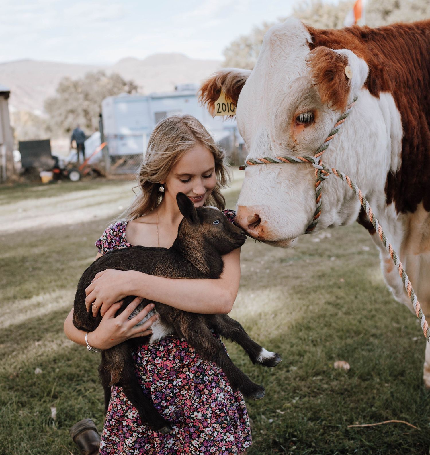 Charming farm scene with Hereford cow and black goat on rural property.
