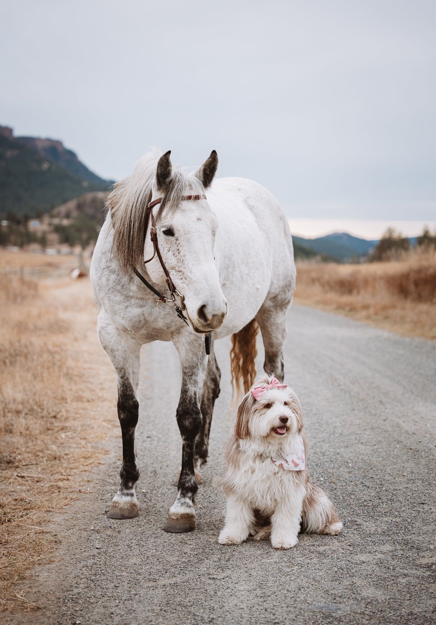 A white pony and fluffy white dog walk together on a rural mountain road in a series of four connected photos.