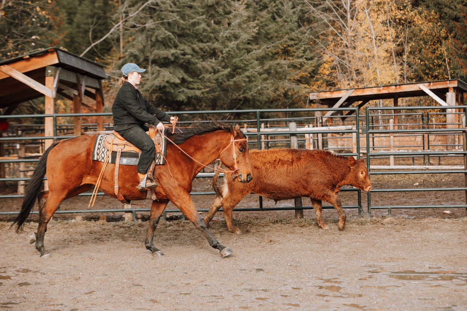 Horse rider herding cattle in rustic corral setting during training session.
