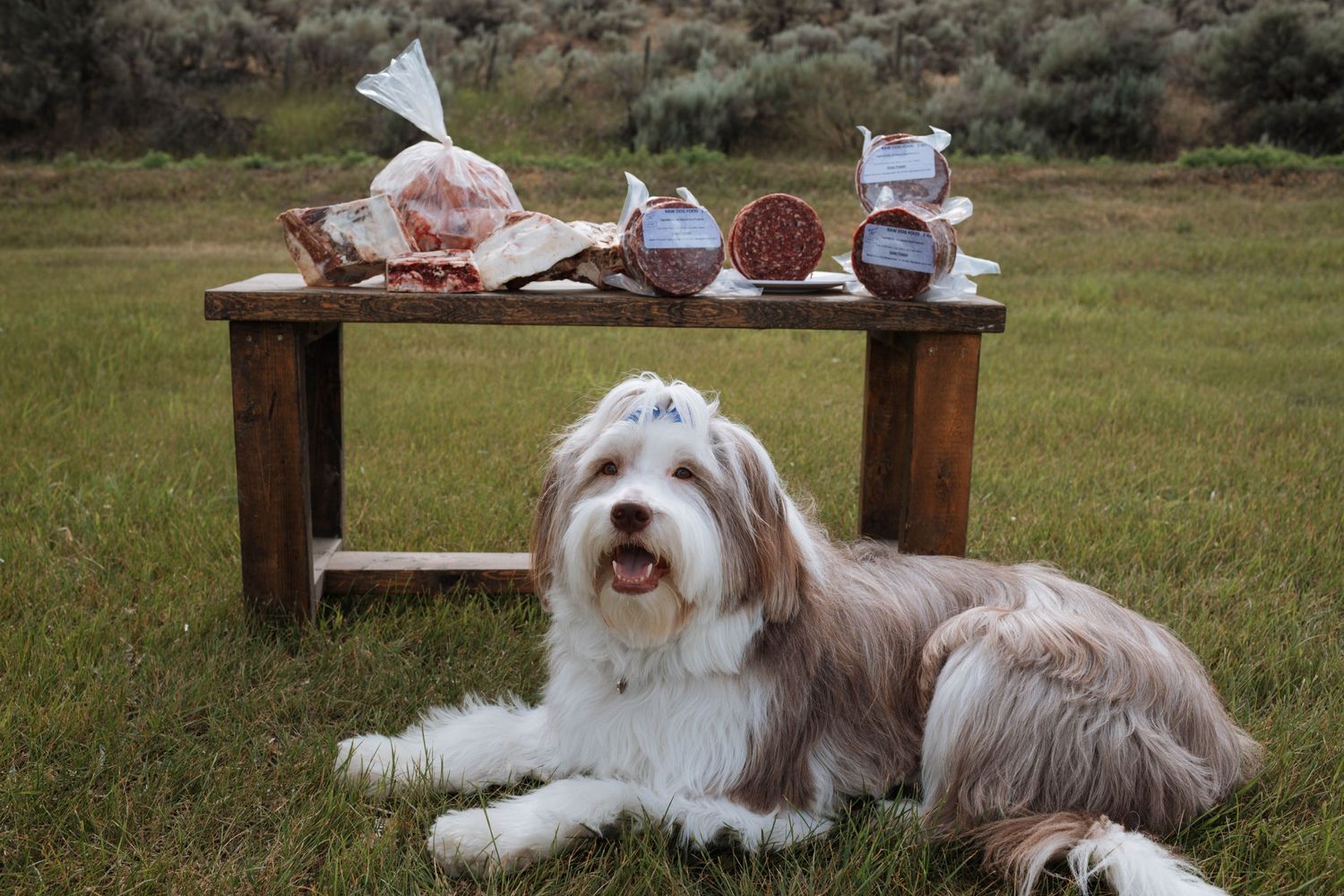Fluffy white and tan dog resting beside wooden bench with wrapped packages.