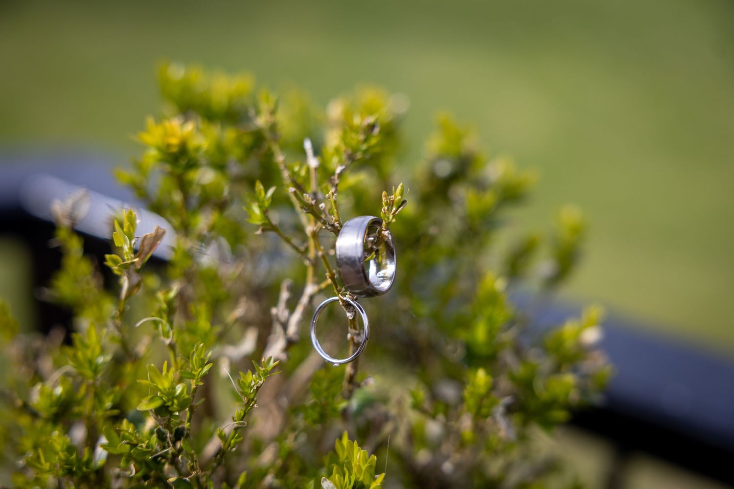 Wedding rings displayed artistically on a small green plant branch.