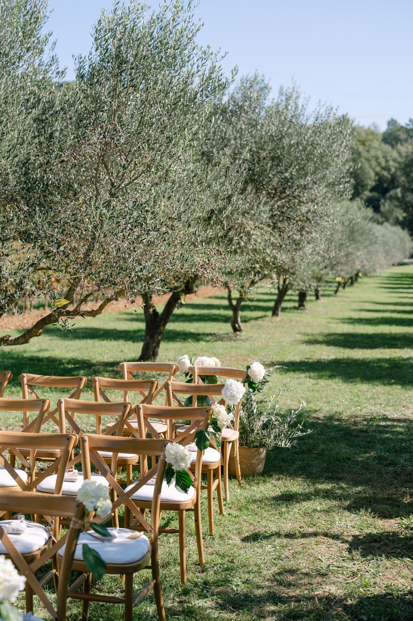 Wooden chairs set up in olive grove for outdoor wedding ceremony.