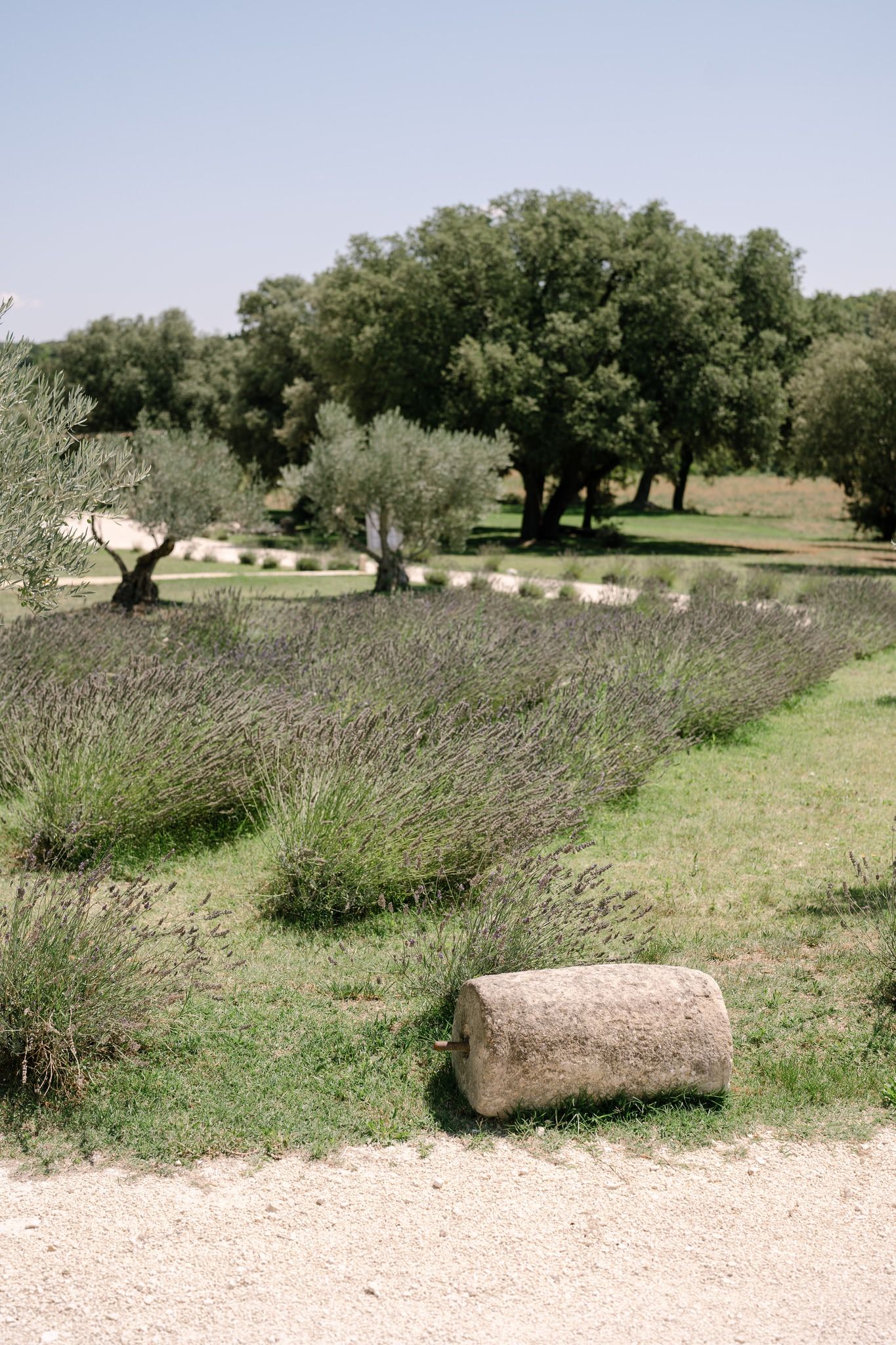 Stone pathway through an olive grove with lavender borders.