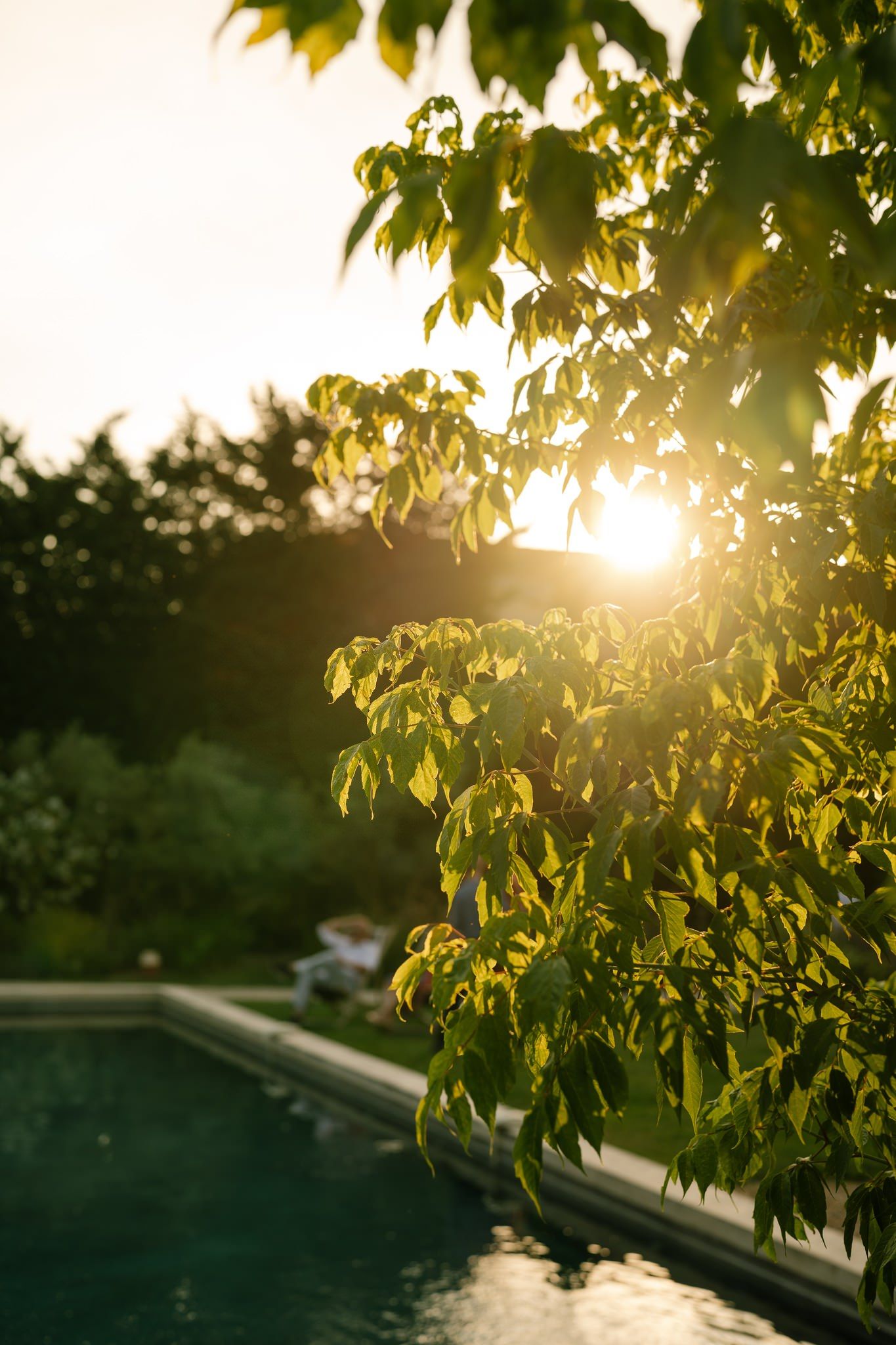 Sunlight streams through green leaves over a swimming pool at golden hour.