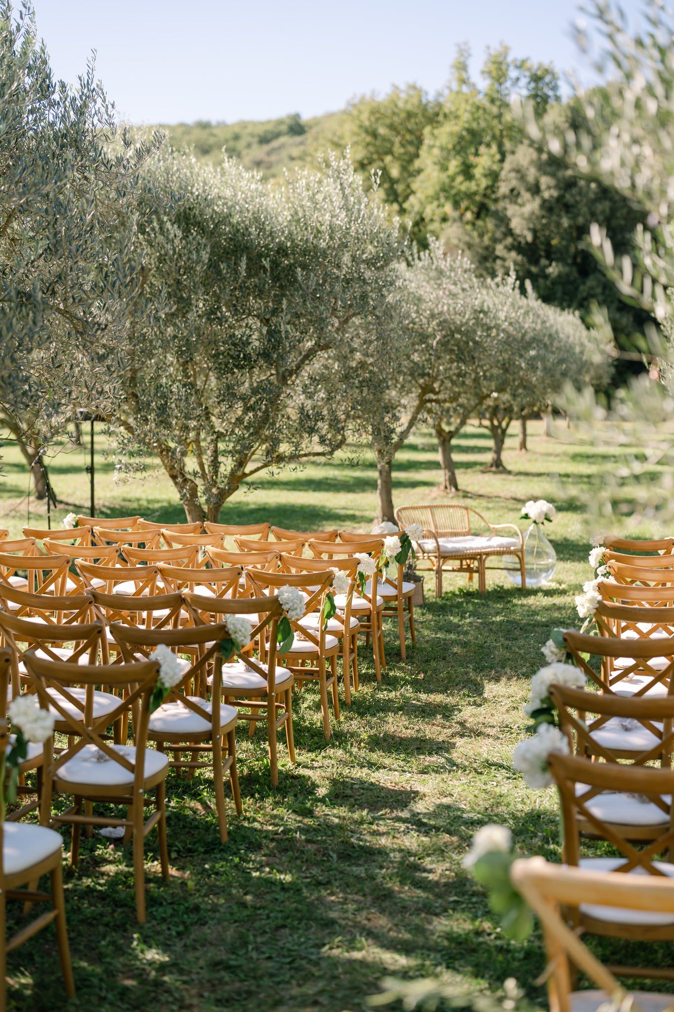 Rustic wooden chairs set up for an outdoor wedding ceremony in an olive grove.