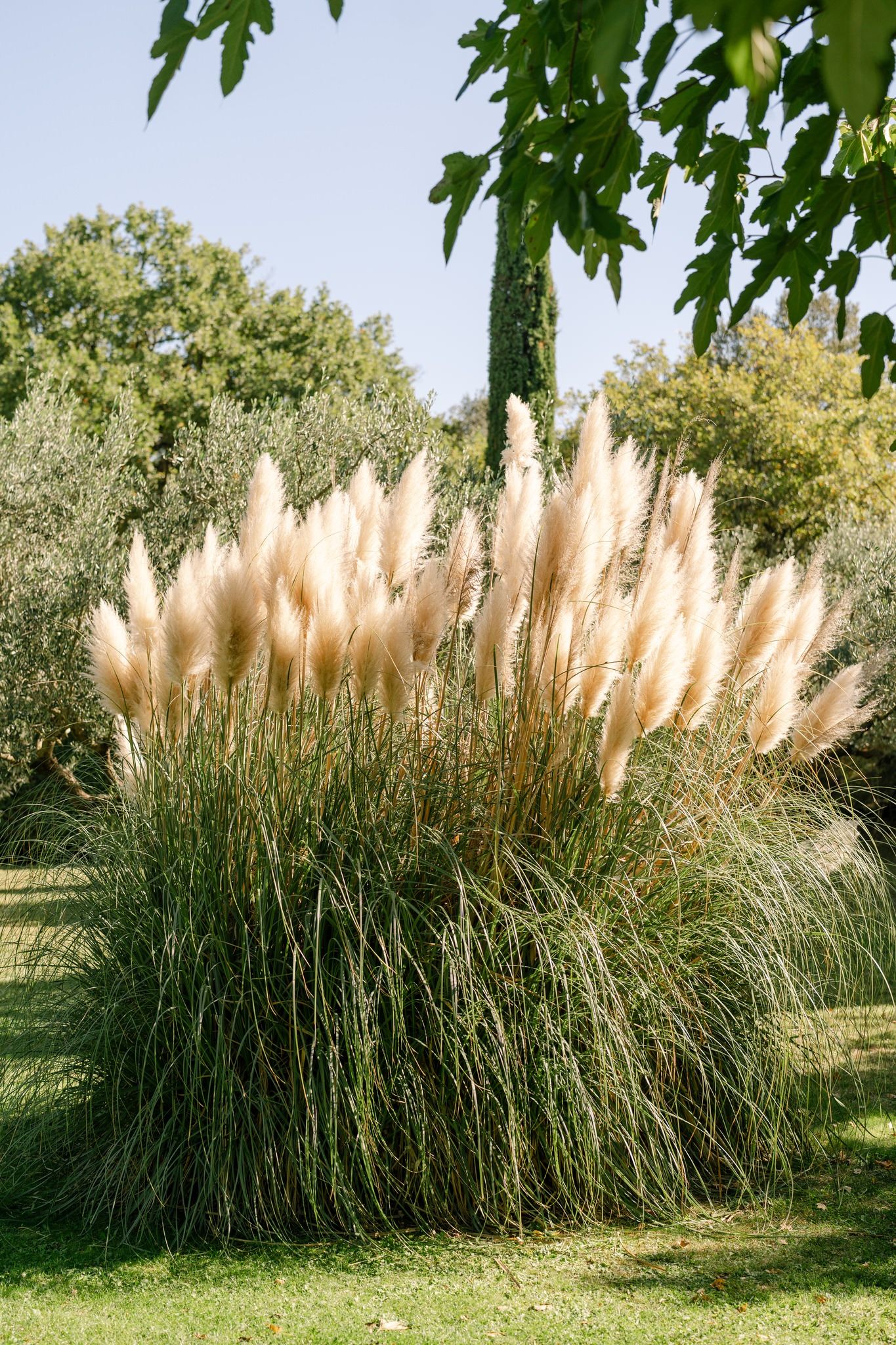 Tall pampas grass plumes swaying in a garden landscape against trees and blue sky.