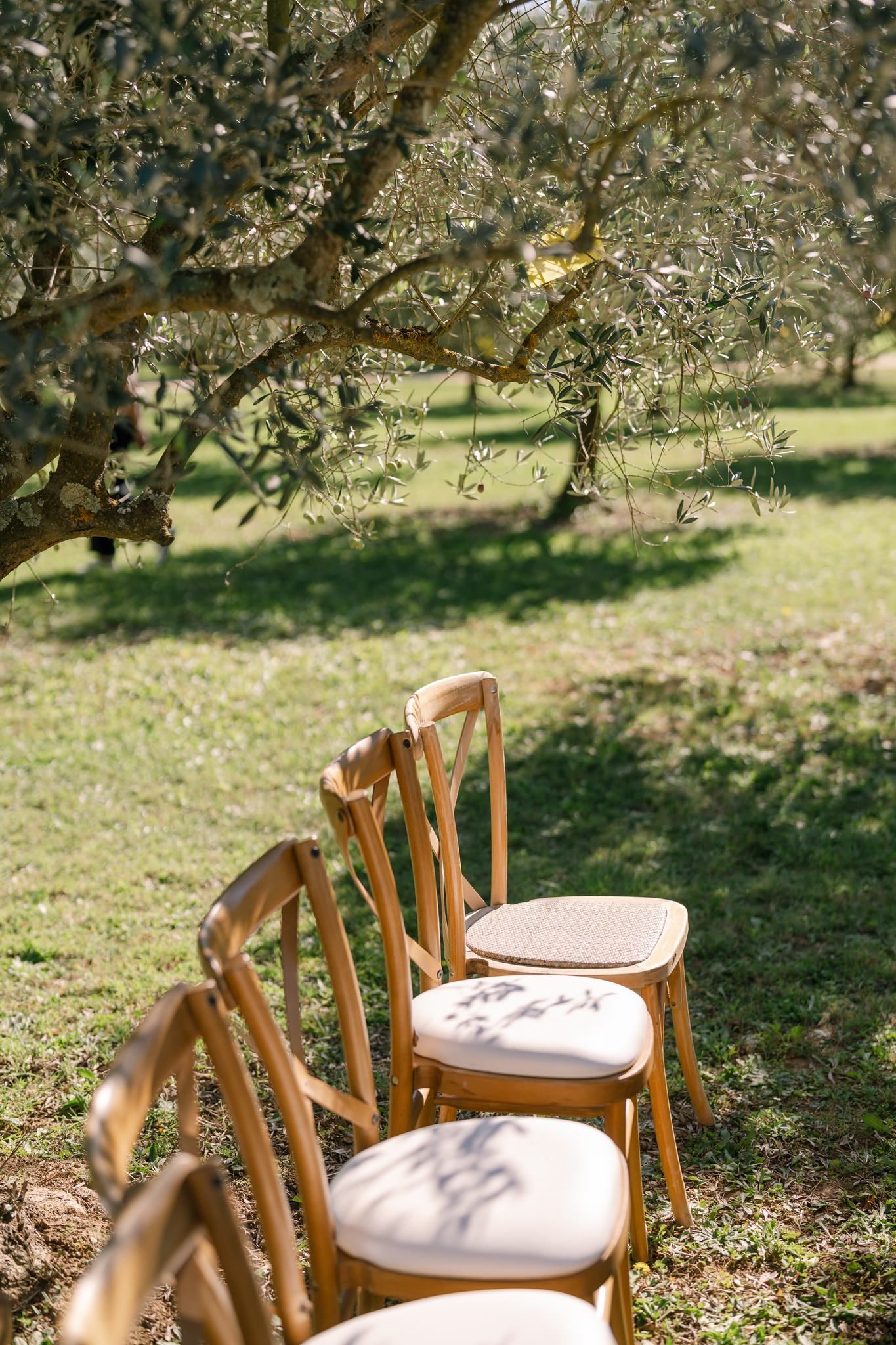 Wooden chairs with white cushions arranged in rows under blooming trees.