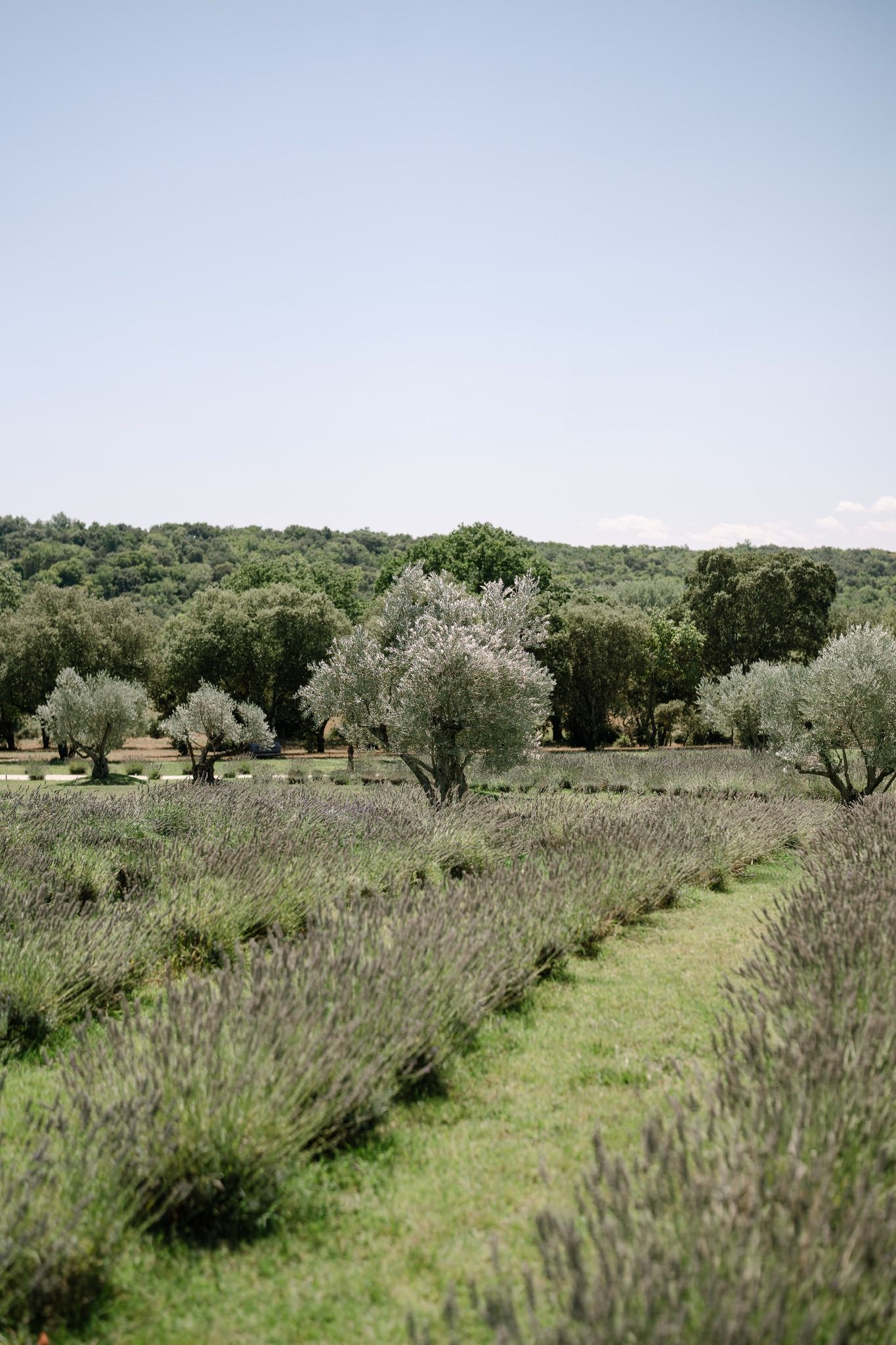 Rolling landscape with olive trees and lavender fields stretching into the distance.