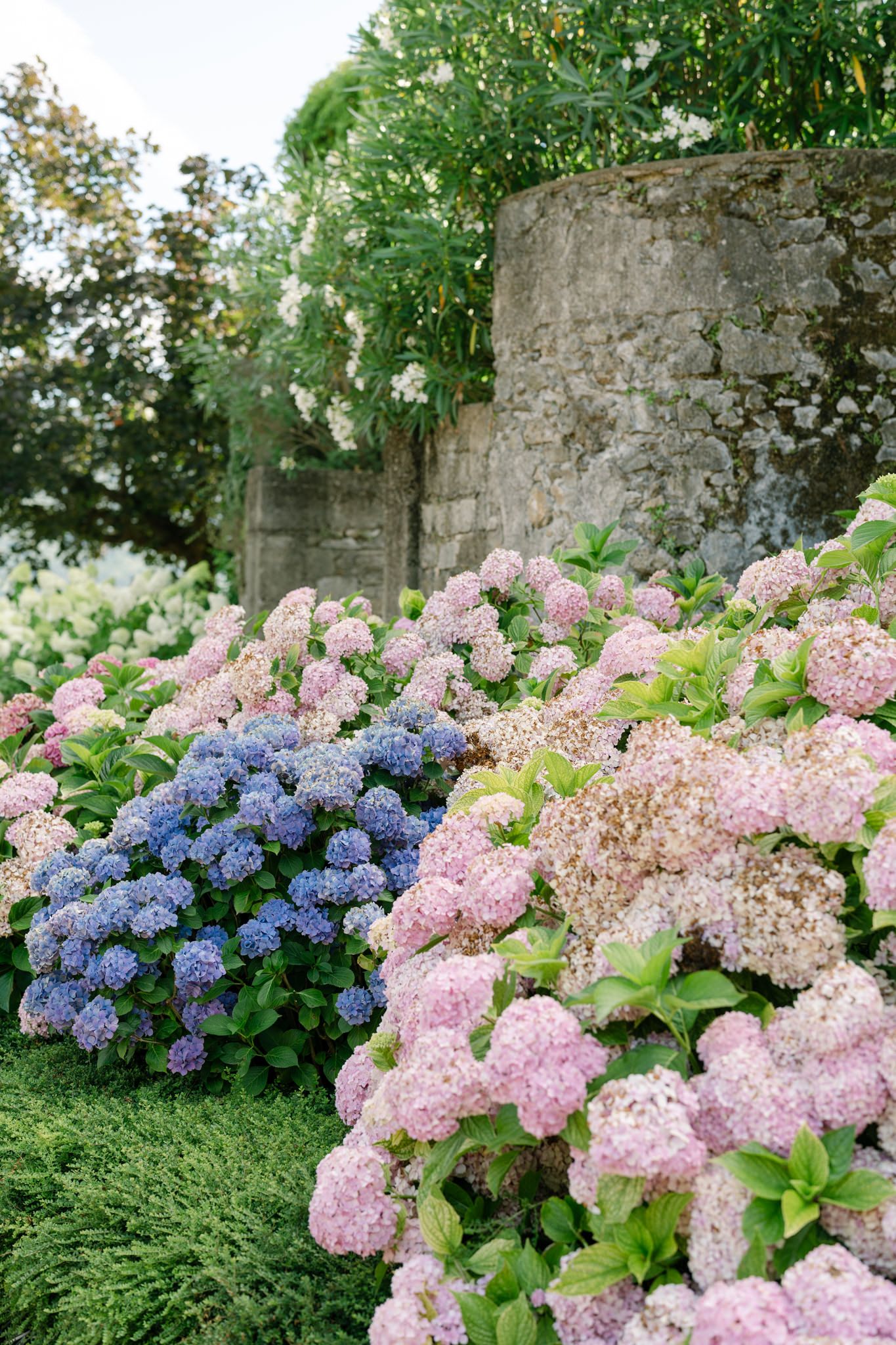 Beautiful garden landscaping with pink and blue hydrangeas blooming against stone walls.