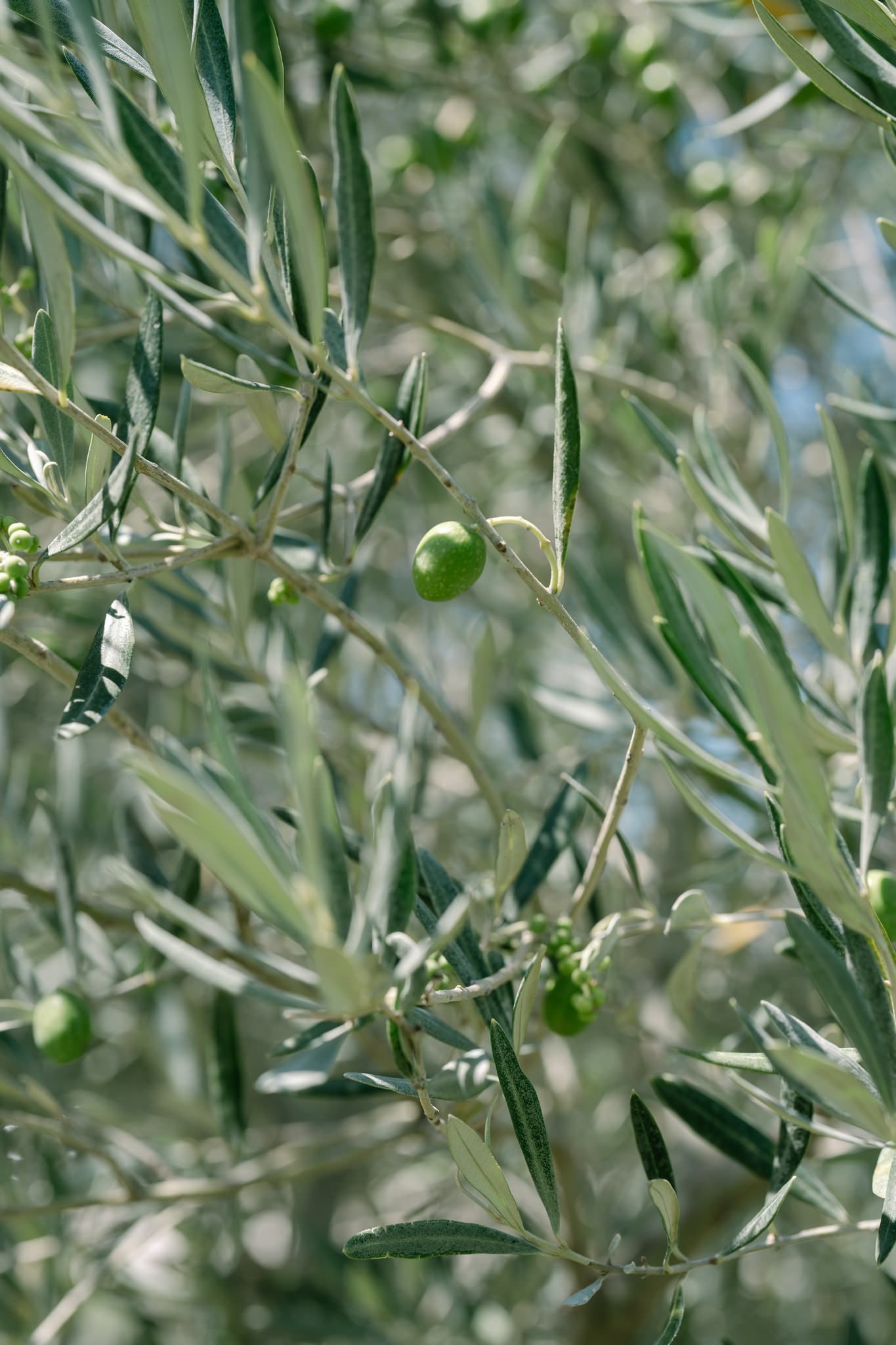 Close-up view of olive tree branches with green olives growing in a Mediterranean grove.