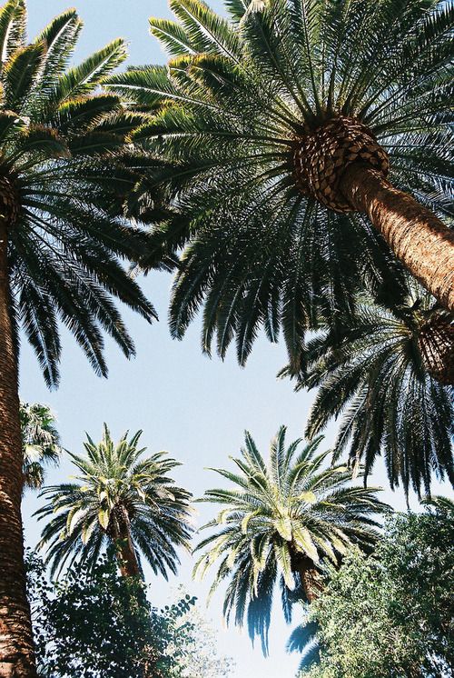 Row of tall palm trees against bright blue sky creating tropical ambiance.