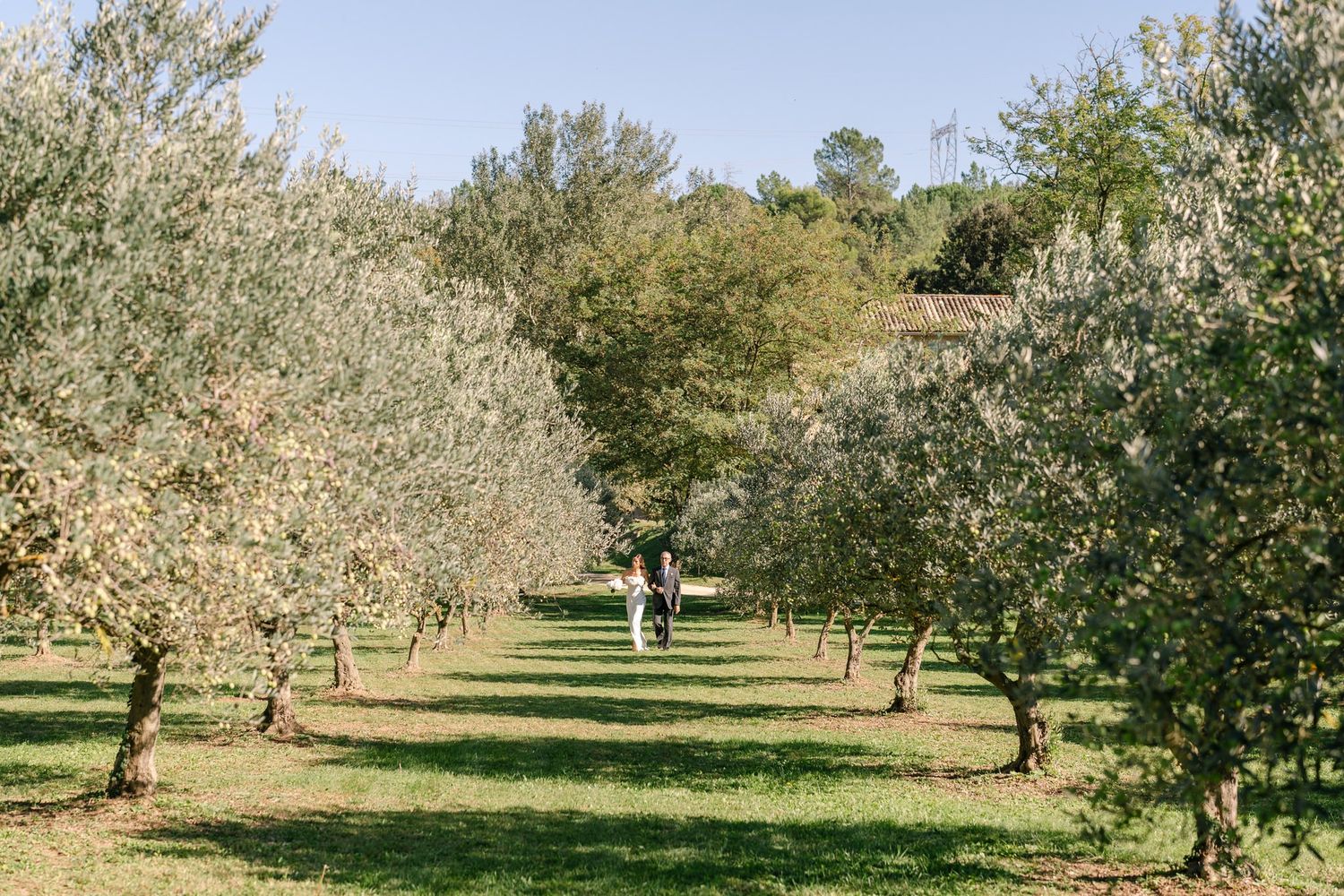 Scenic view of an olive grove with rows of trees stretching into the distance.
