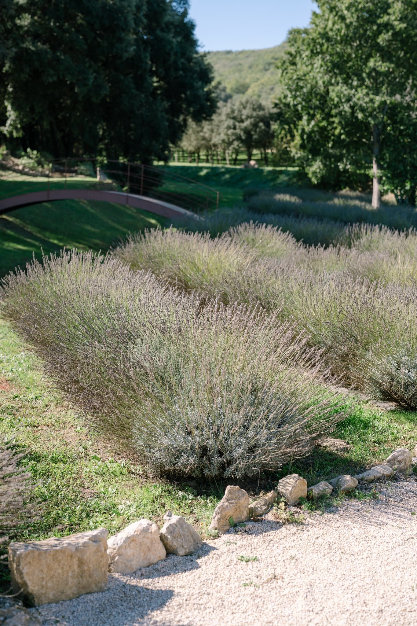 Lavender plants line a curved garden path with green hills in the background.