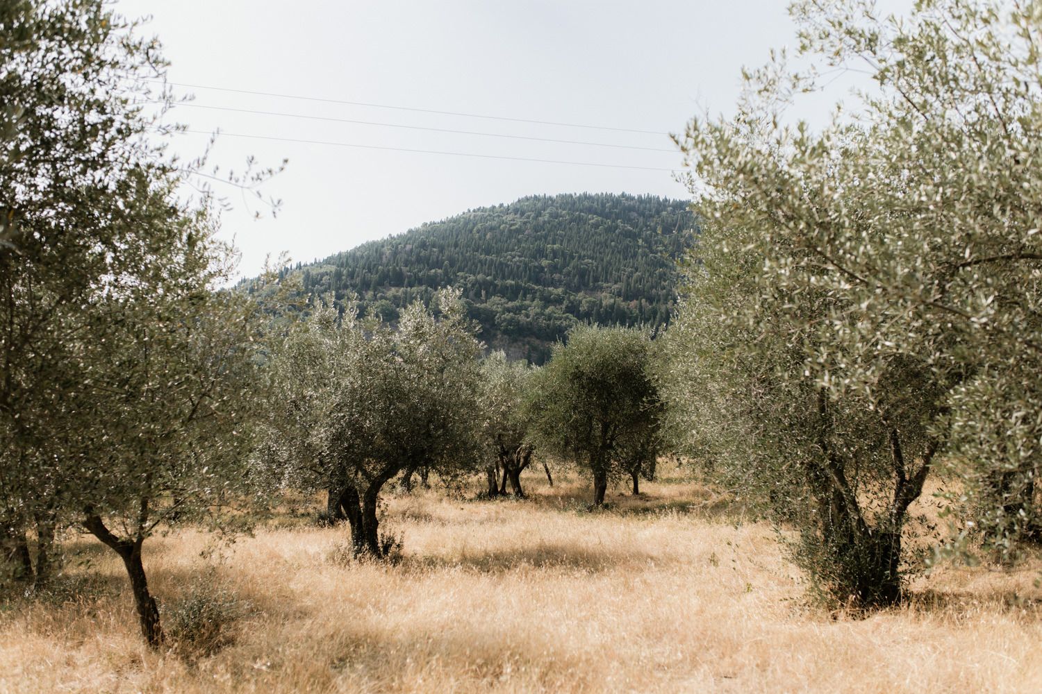 Olive grove landscape with mountain backdrop in Mediterranean countryside.