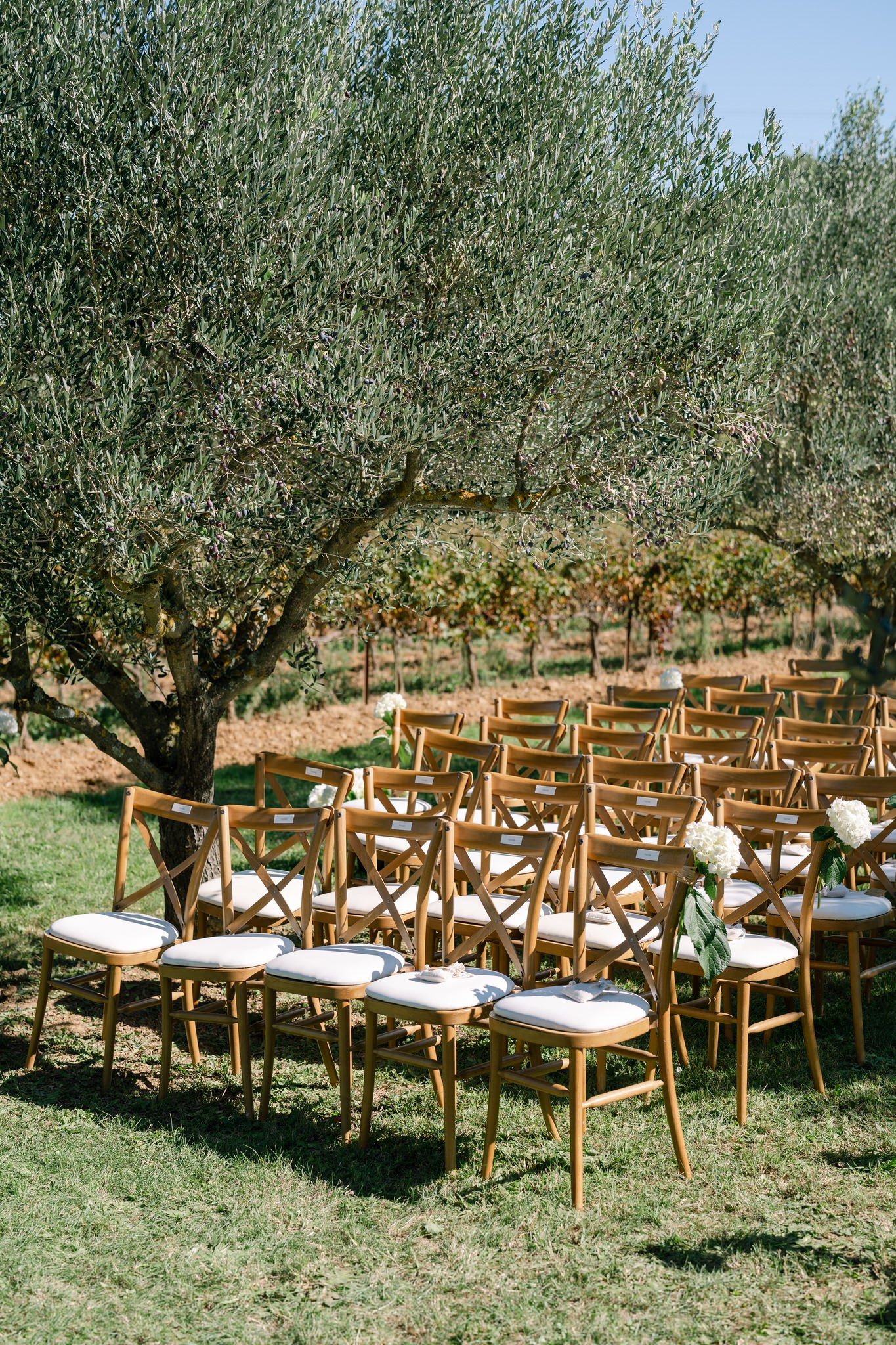 Wooden chairs arranged in rows under olive trees for an outdoor ceremony.