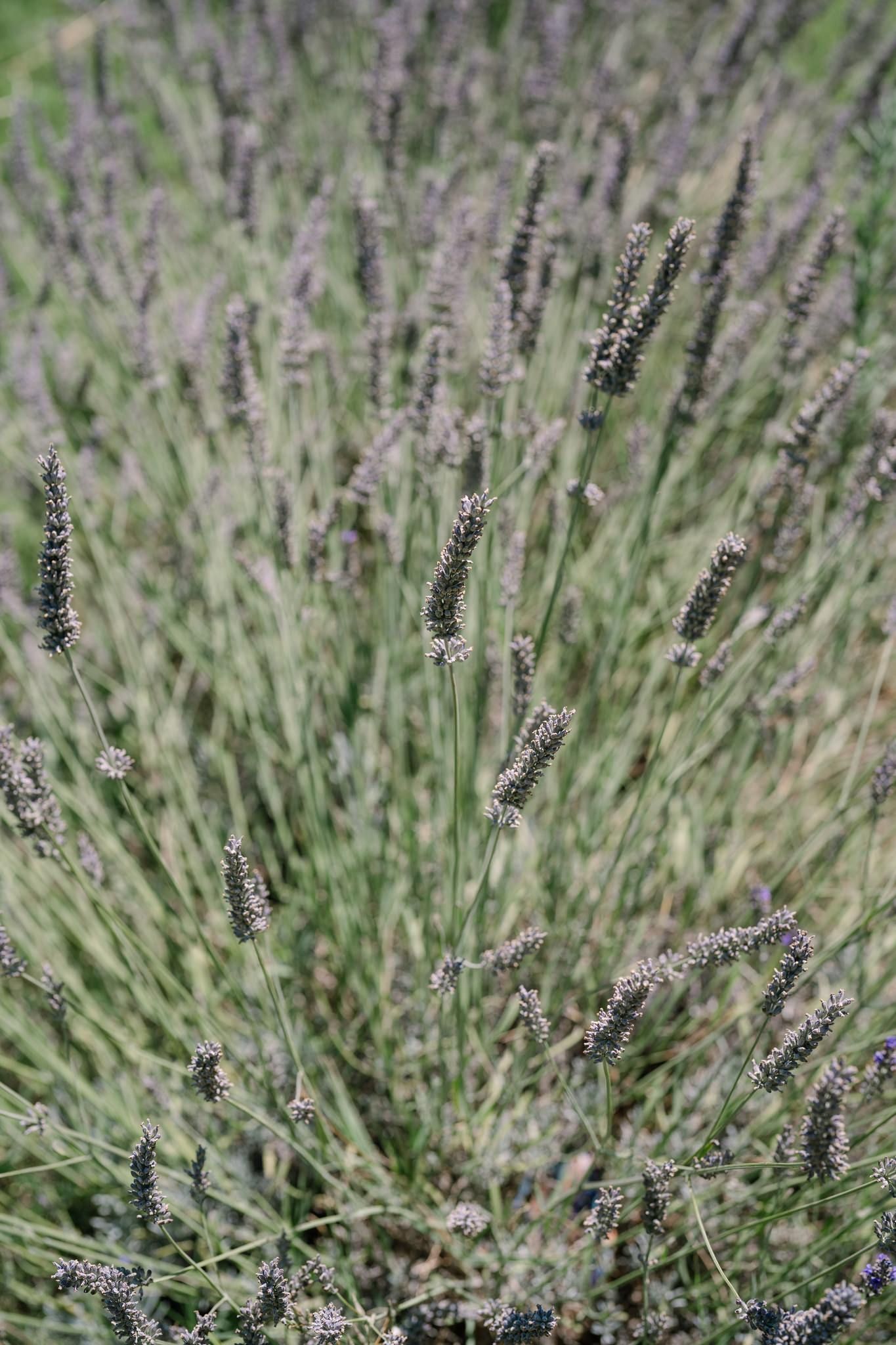 Close-up view of blooming lavender stalks in a garden setting.