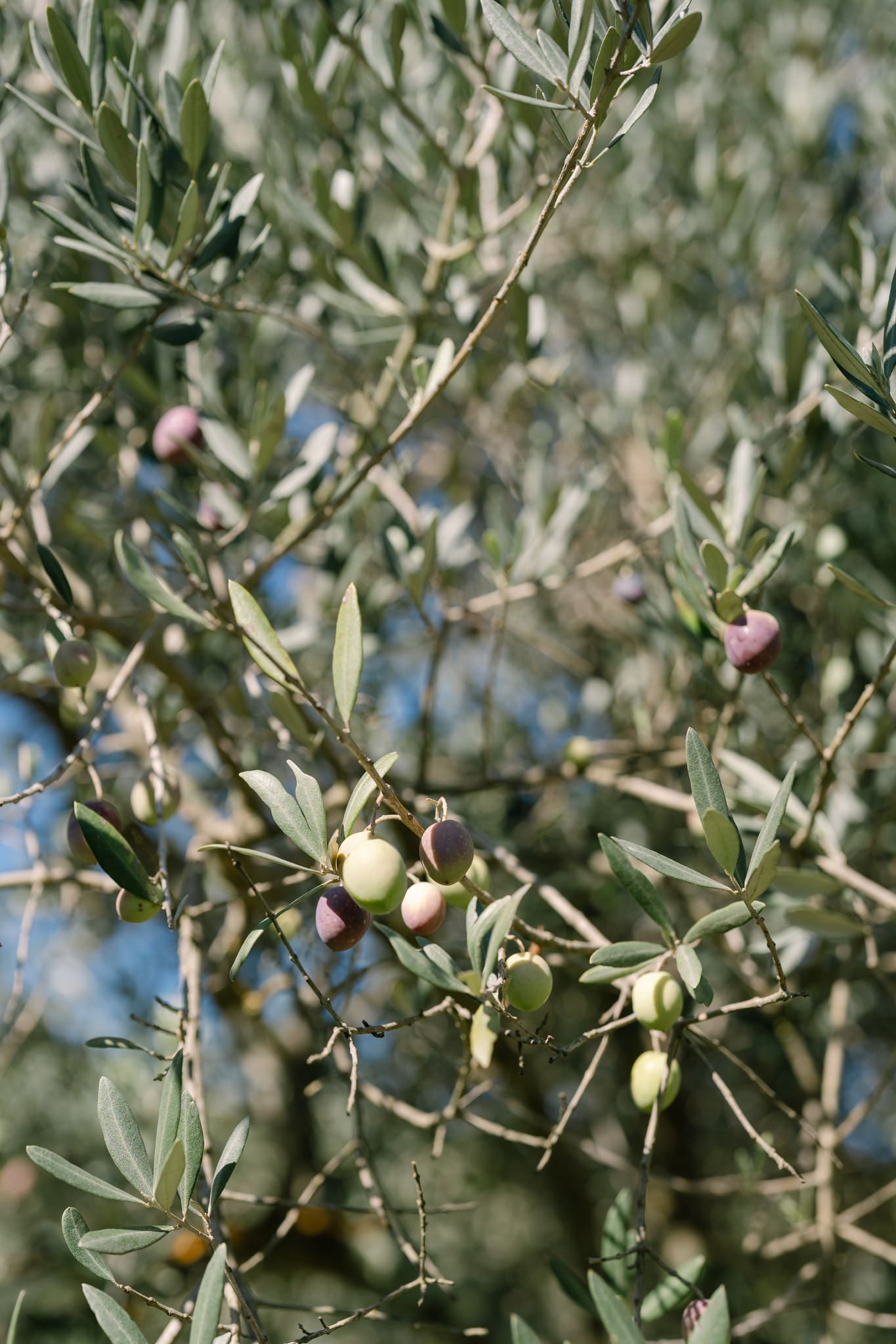 Close-up view of olive branches with ripening fruit growing on the trees.