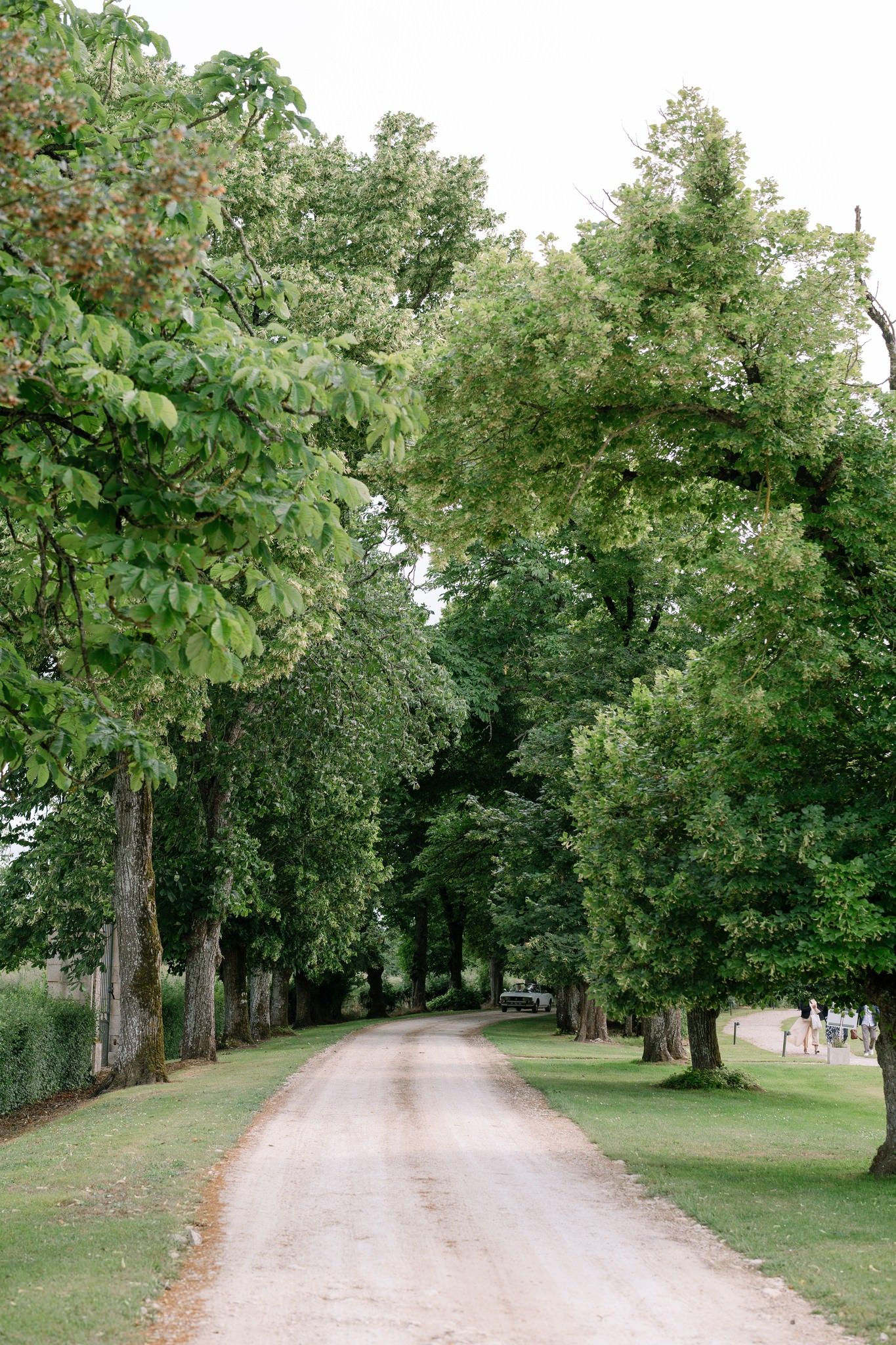 Tree-lined gravel path leading through a serene countryside estate.