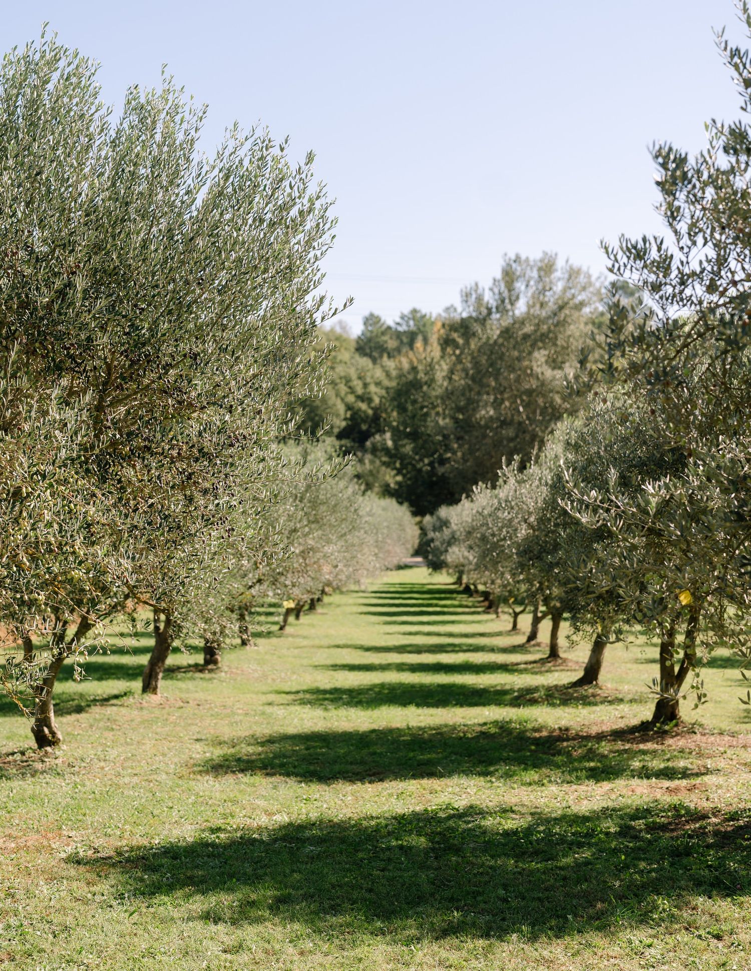 Scenic view of an olive grove with trees lined up in neat rows on grassy terrain.