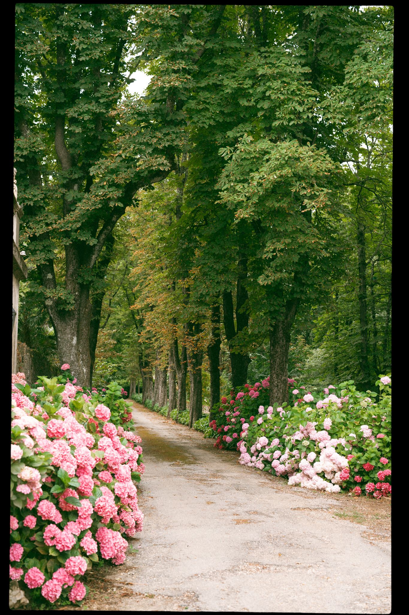 Tree-lined path with pink roses blooming along the edges.