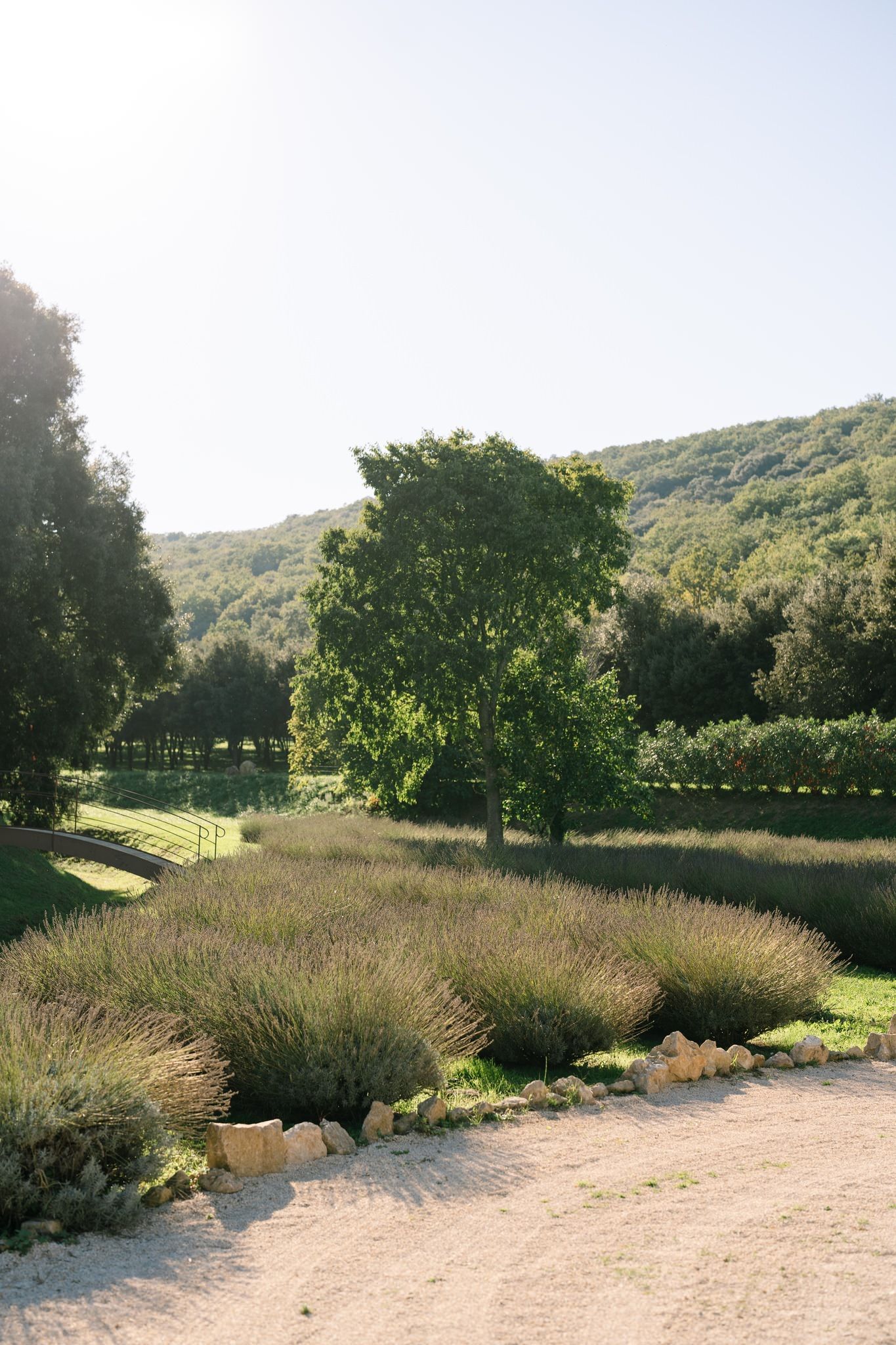 Scenic view of lavender fields and hills at an outdoor wedding venue.