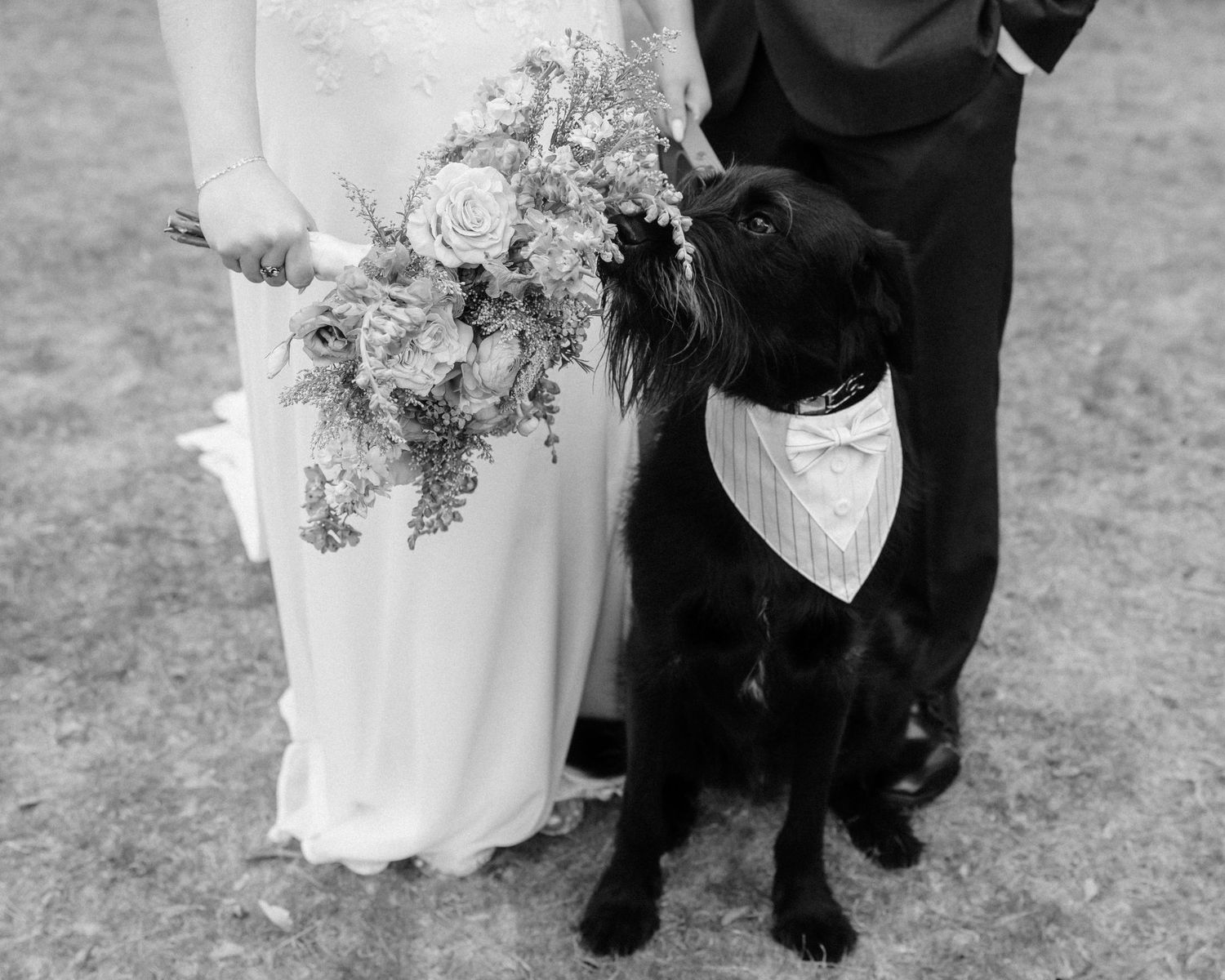 Black and white photo of couple with black dog wearing formal bandana at wedding.