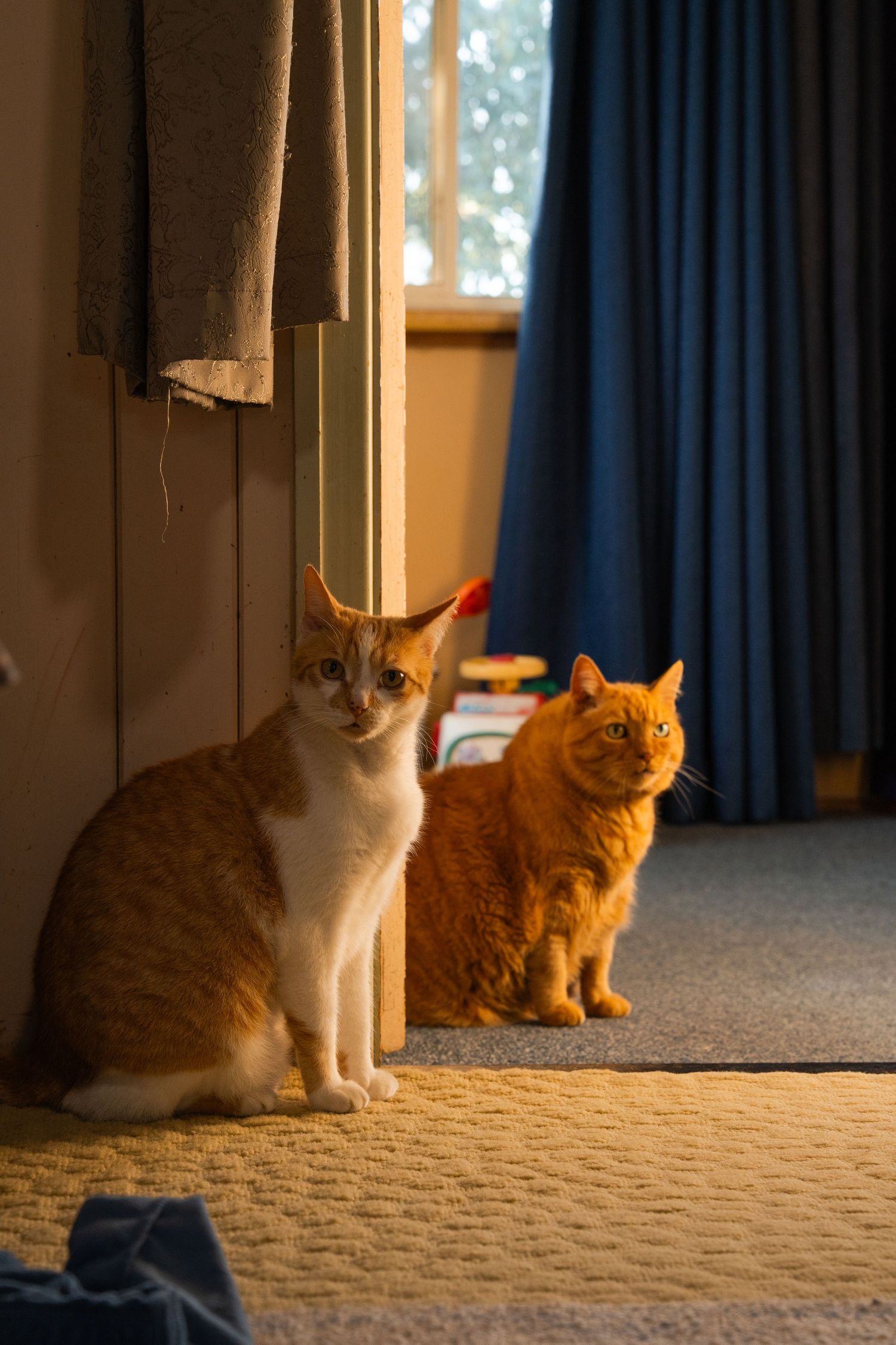 Two orange tabby cats sitting side by side on carpet near a window with blue curtains in a warmly lit room.