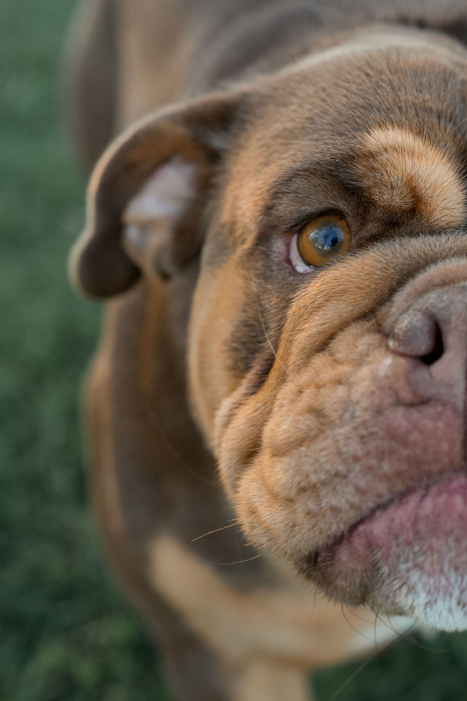 Close-up portrait of a wrinkly brown English Bulldog with soulful eyes outdoors on green grass.