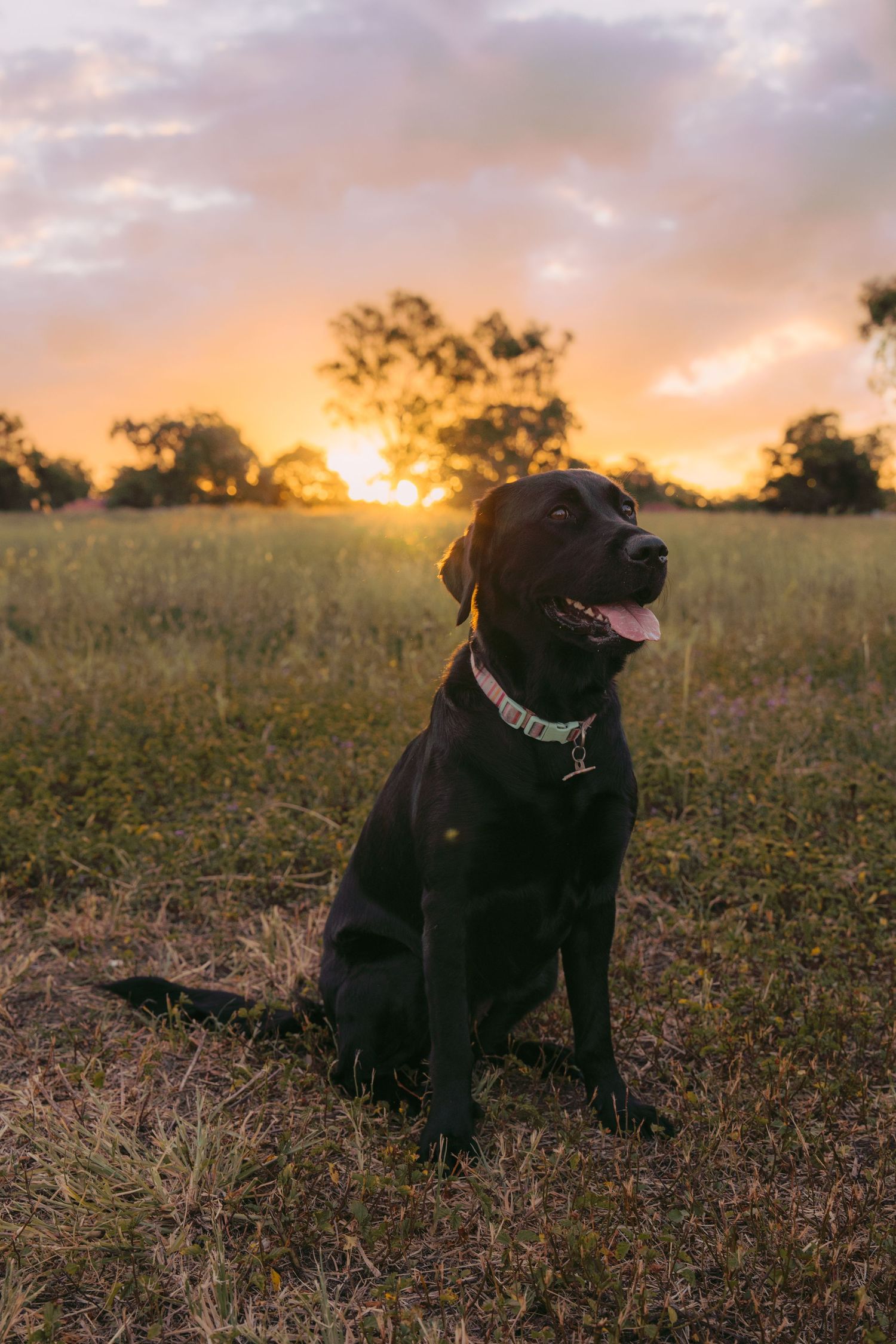 A chocolate Labrador sits in a grassy field at golden sunset, tongue out, wearing a collar.