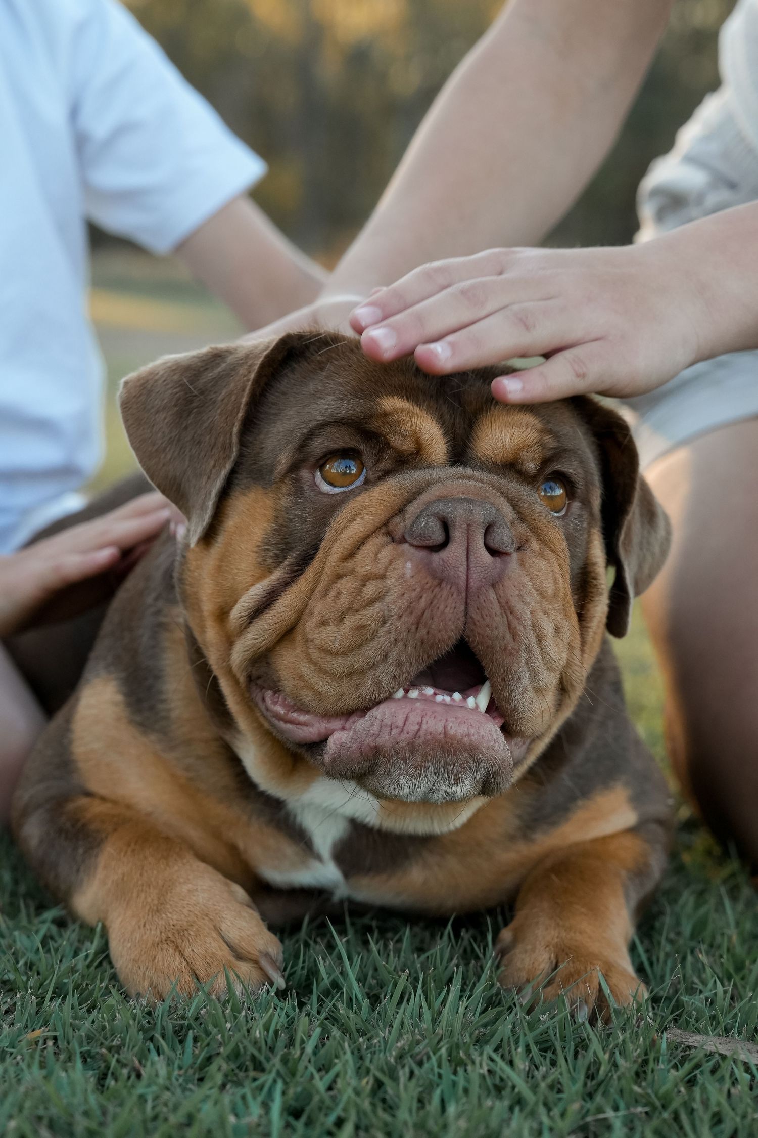 Brown Olde English Bulldogge lying on grass being petted by two children outdoors.