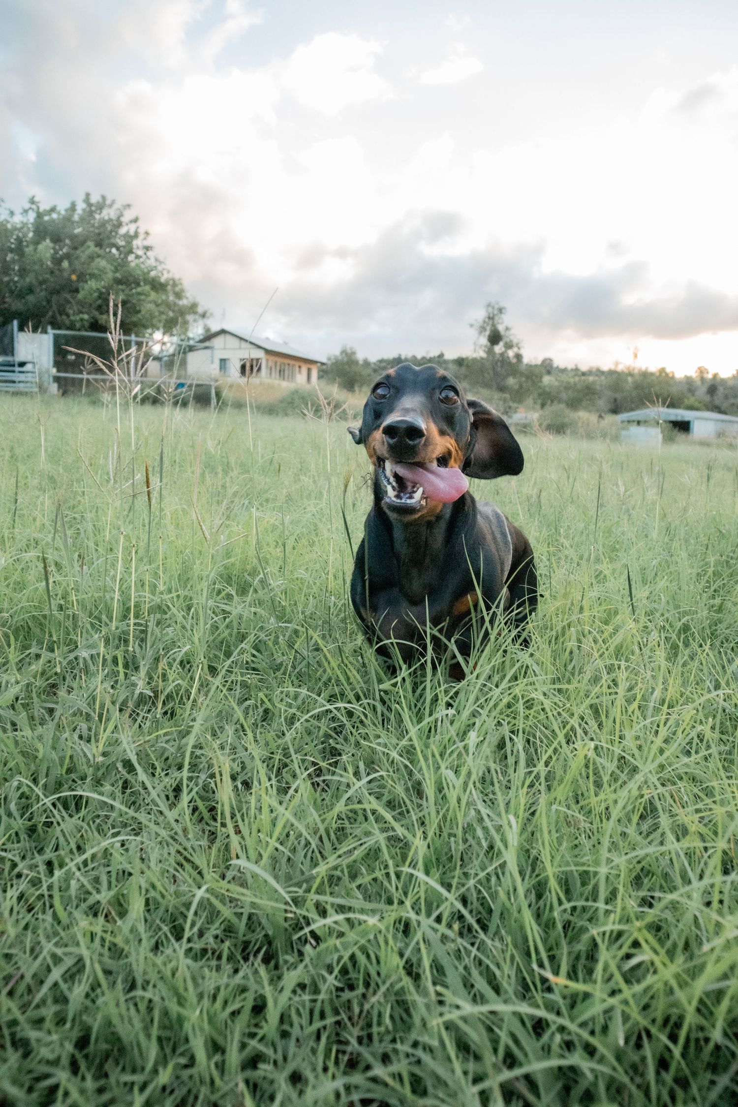 A playful black and tan dachshund sitting in tall green grass with a pink toy in its mouth on a farm.