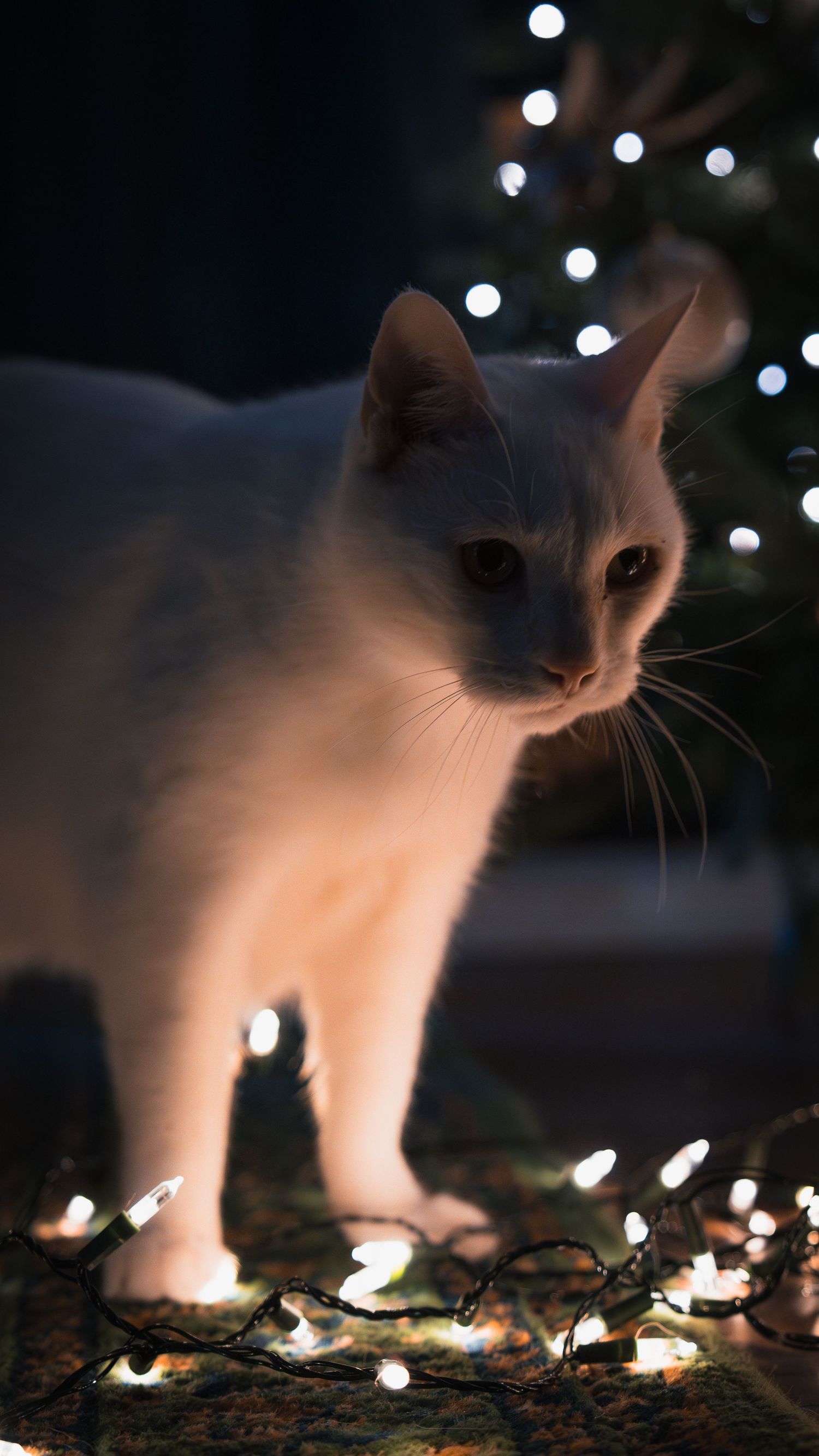 A white cat stands among glowing Christmas lights on a rug with a decorated tree in the dark background.