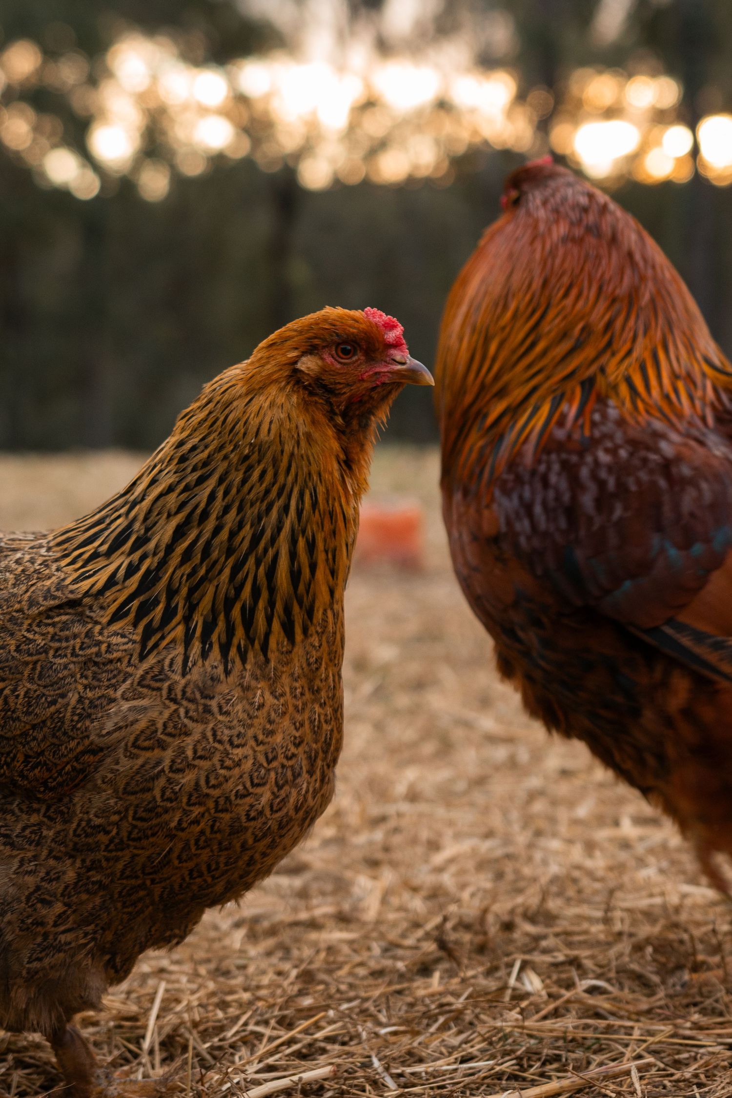 Two golden-brown chickens stand on straw in warm sunset light with blurred trees in the background.