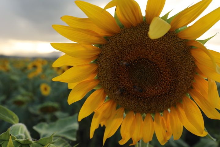 Close-up of vibrant sunflowers glowing in soft afternoon sunlight.