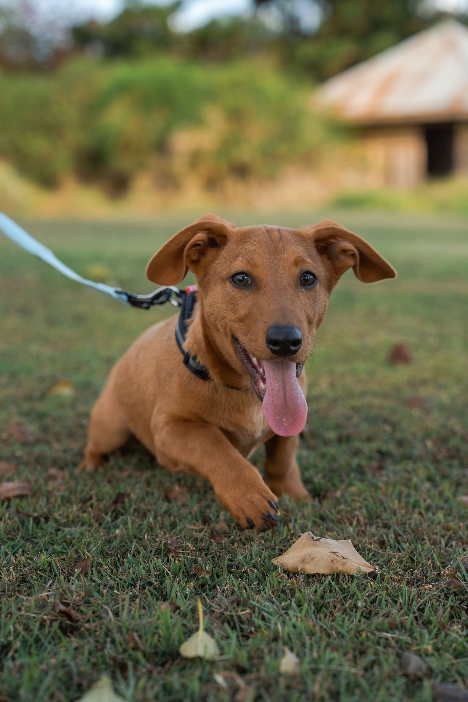 A playful brown puppy on a leash sits on grass with tongue out, wearing a harness outdoors.
