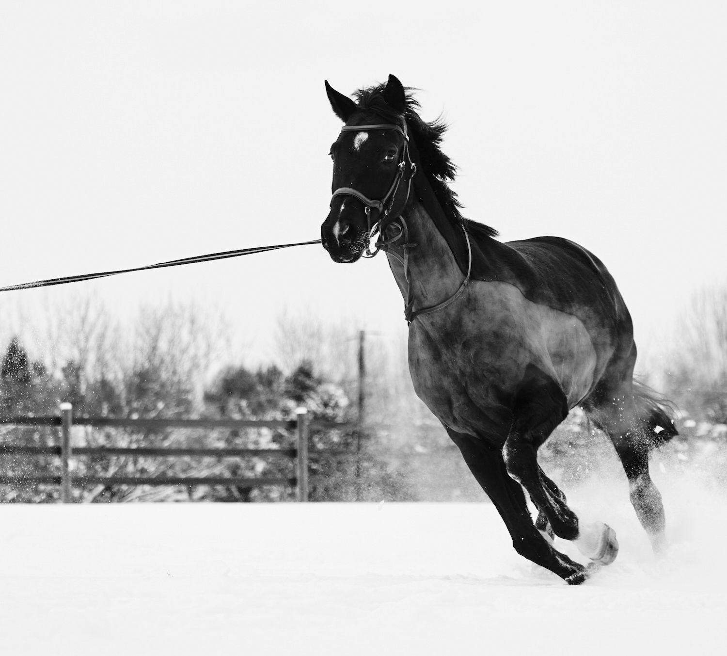 Black horse galloping through snow in winter, wearing a bridle and lead rope, with trees and fence in background.