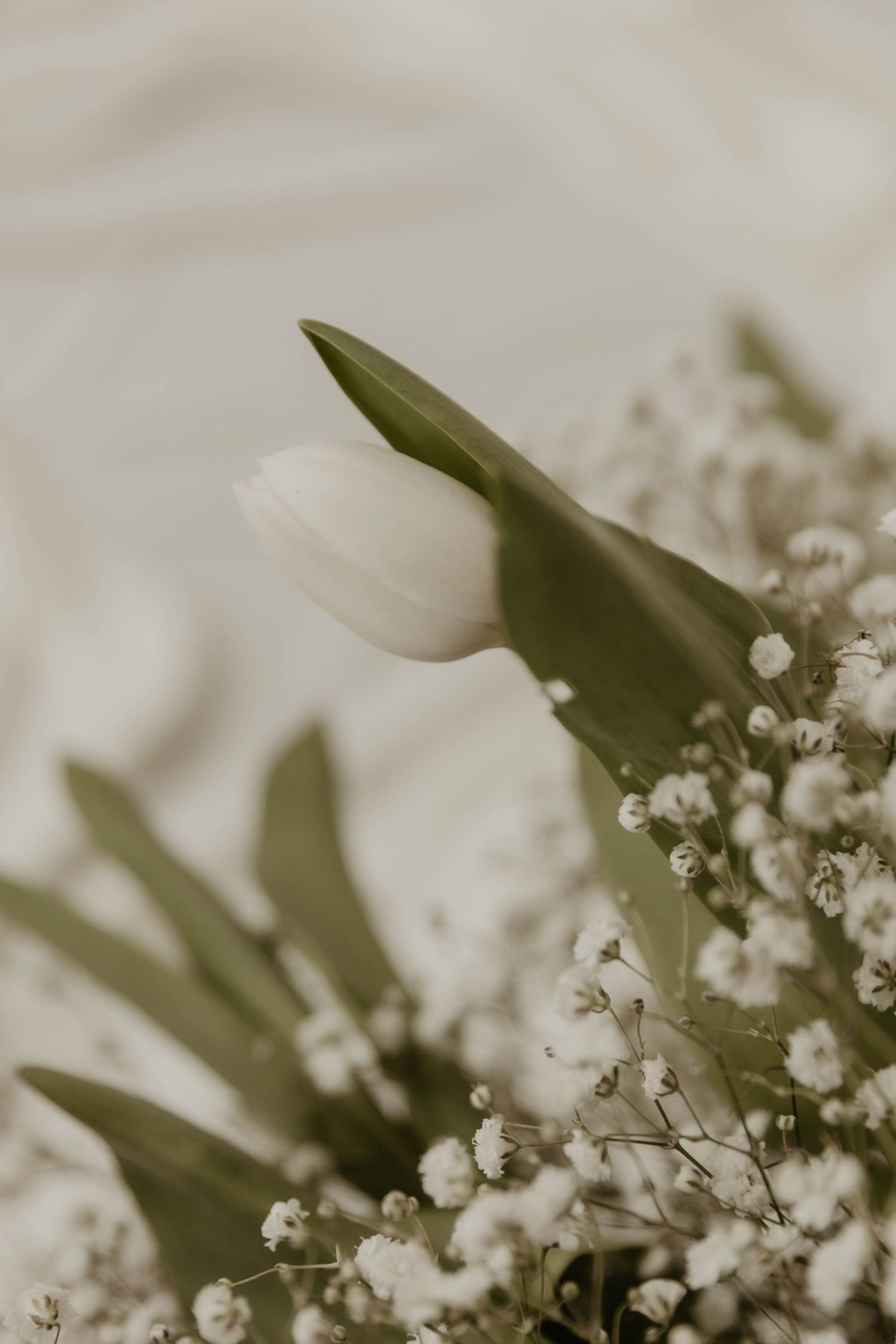 A white tulip bud surrounded by delicate baby's breath flowers in a soft, muted green and white toned floral arrangement.