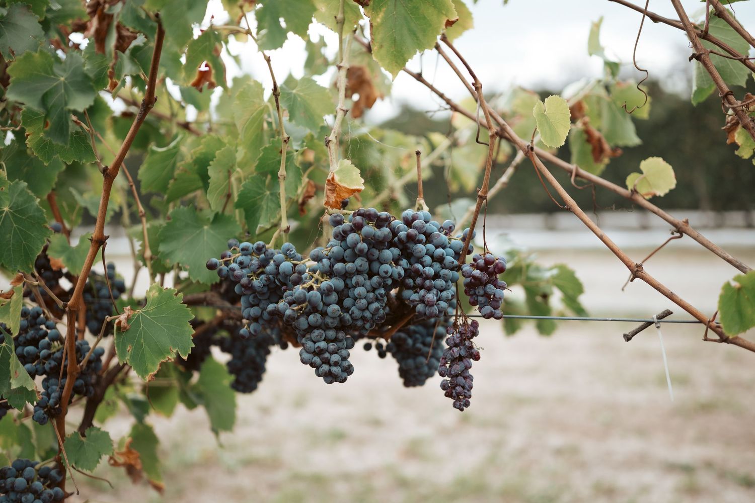 Ripe grapes hanging on vine ready for harvest - Yarra Valley winery photography