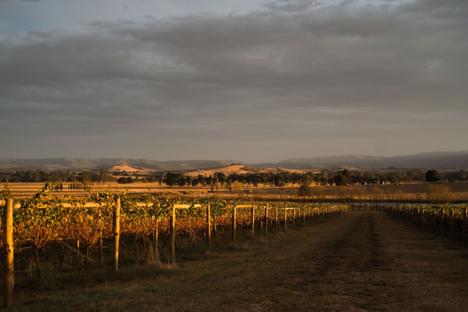 Yarra Valley vineyard rows at golden hour - wine industry photography Melbourne