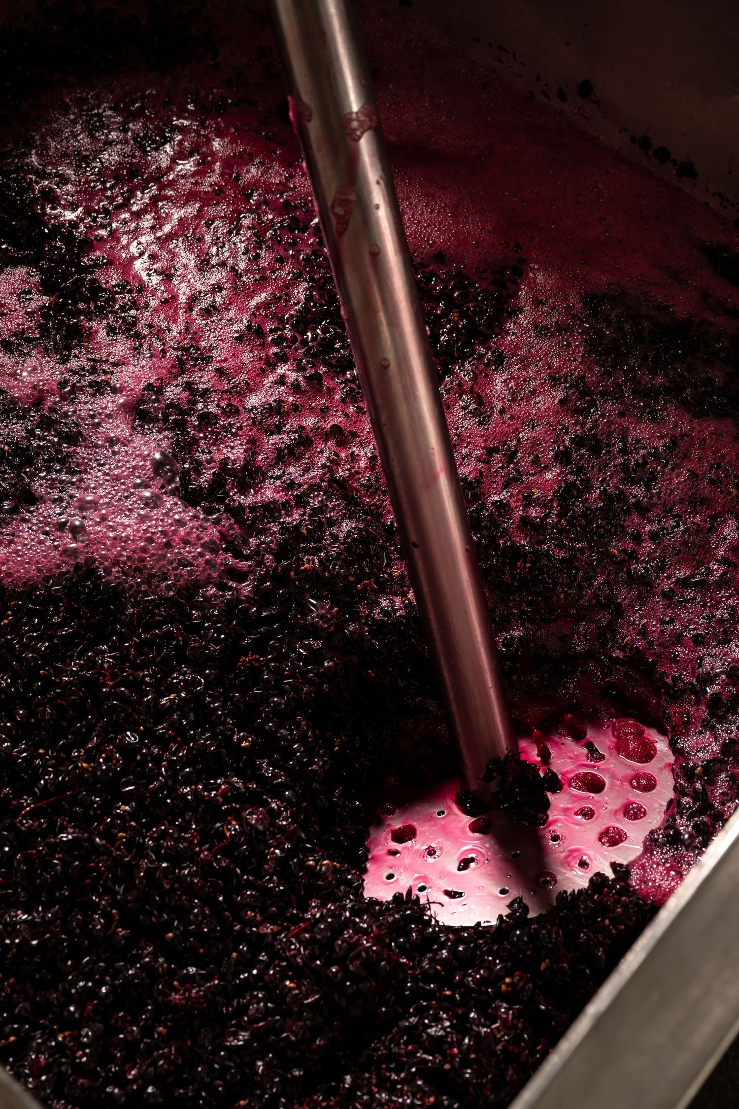 pressing red pinot noir grapes