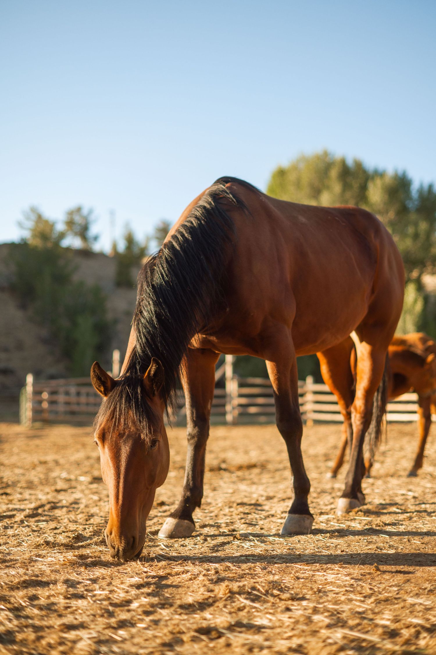 3 spear ranch cody wyoming, jackson hole, wyoming, jackson hole photographer, jackson hole photography, grand teton photographer