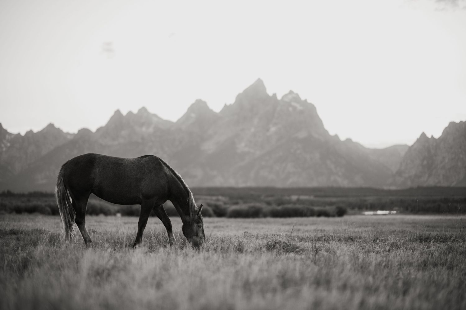 wyoming, jackson hole, jackson hole photographer, jackson hole photography, grand teton photographer,  wyoming, jackson hole nature