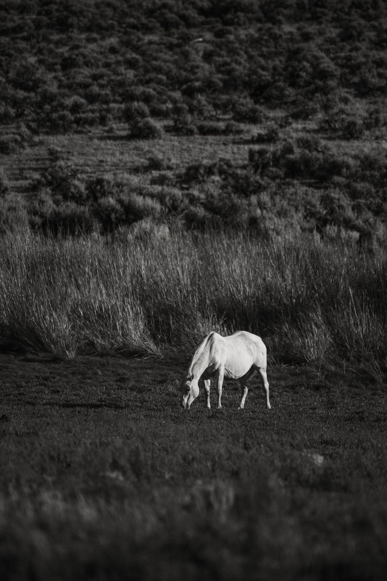 3 spear ranch cody wyoming, jackson hole, wyoming, jackson hole photographer, jackson hole photography, grand teton photographer