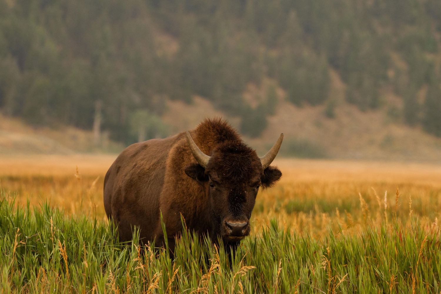 jackson hole, wyoming, jackson hole photographer, jackson hole photography, grand teton photographer, jackson hole nature photographer