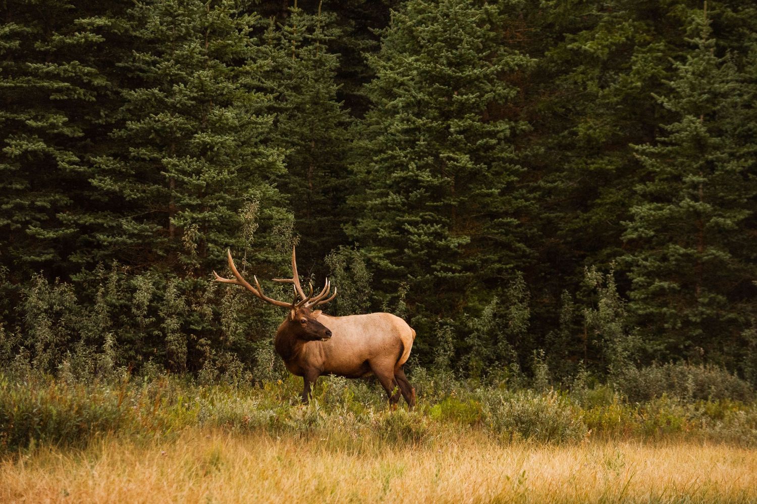 wyoming, jackson hole, jackson hole photographer, jackson hole photography, grand teton photographer,  wyoming, jackson hole nature