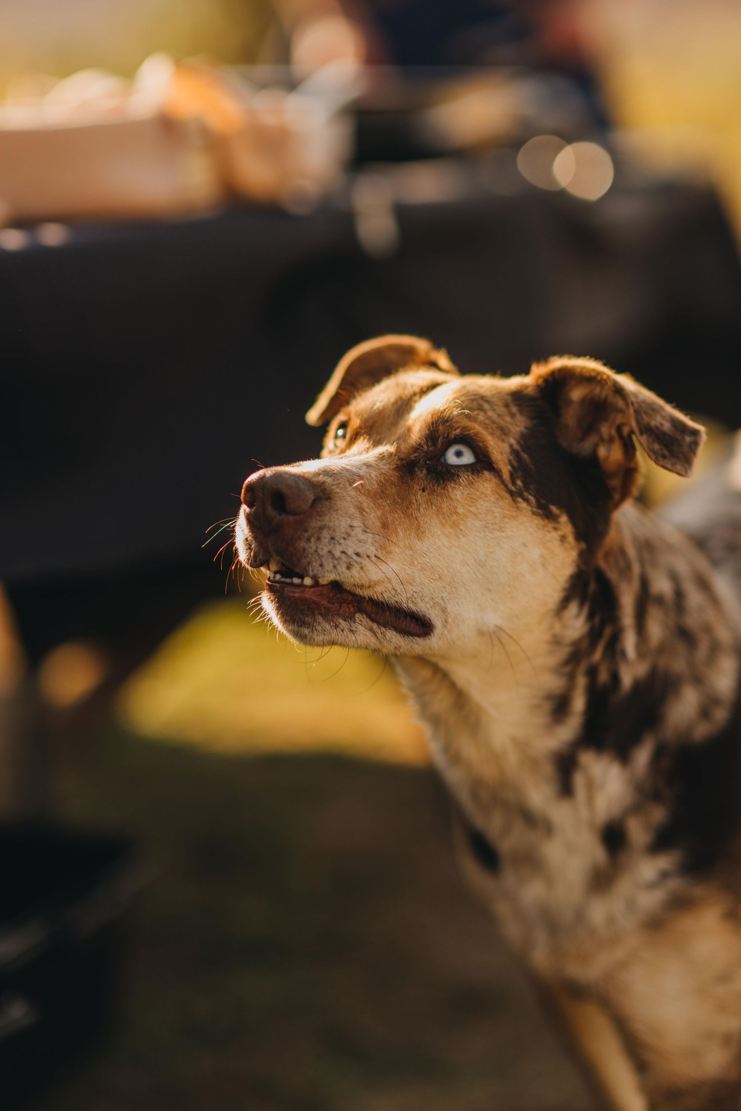 3 spear ranch cody wyoming, jackson hole, wyoming, jackson hole photographer, jackson hole photography, grand teton photographer