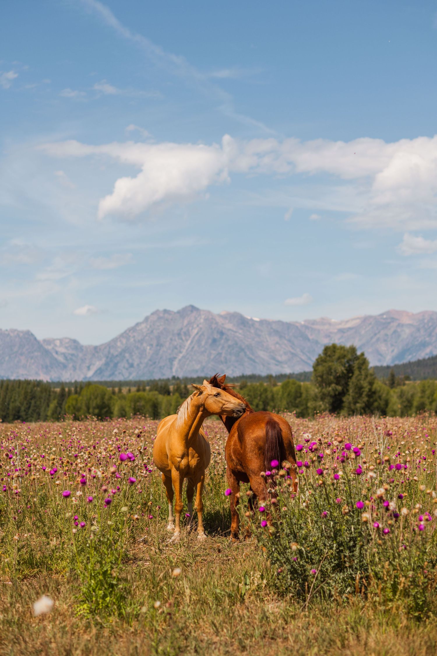 3 spear ranch cody wyoming, jackson hole, wyoming, jackson hole photographer, jackson hole photography, grand teton photographer