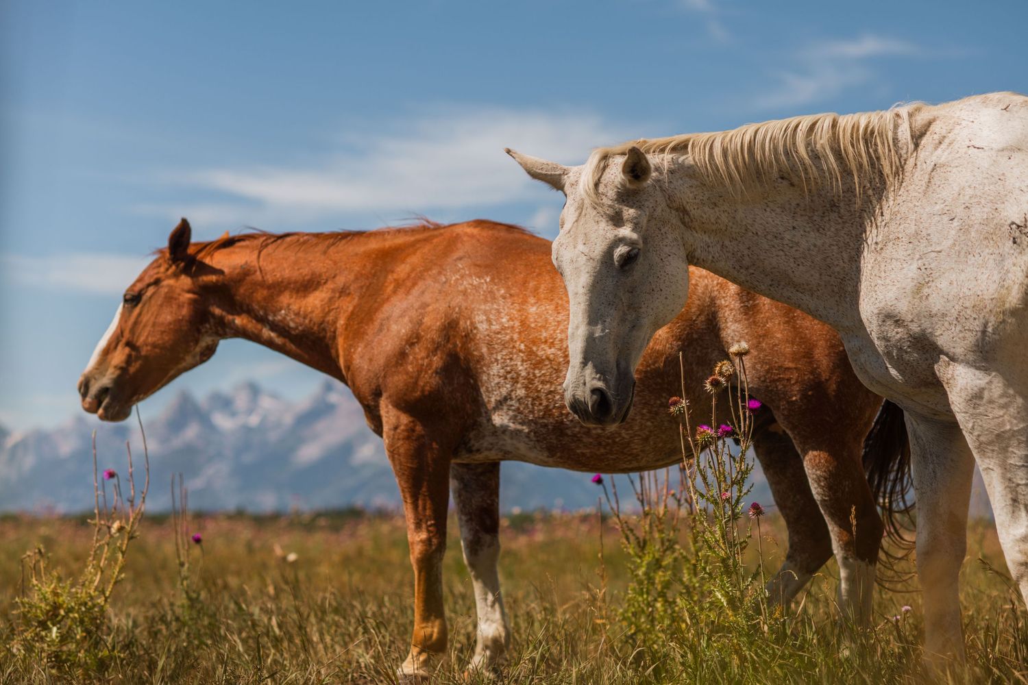 3 spear ranch cody wyoming, jackson hole, wyoming, jackson hole photographer, jackson hole photography, grand teton photographer