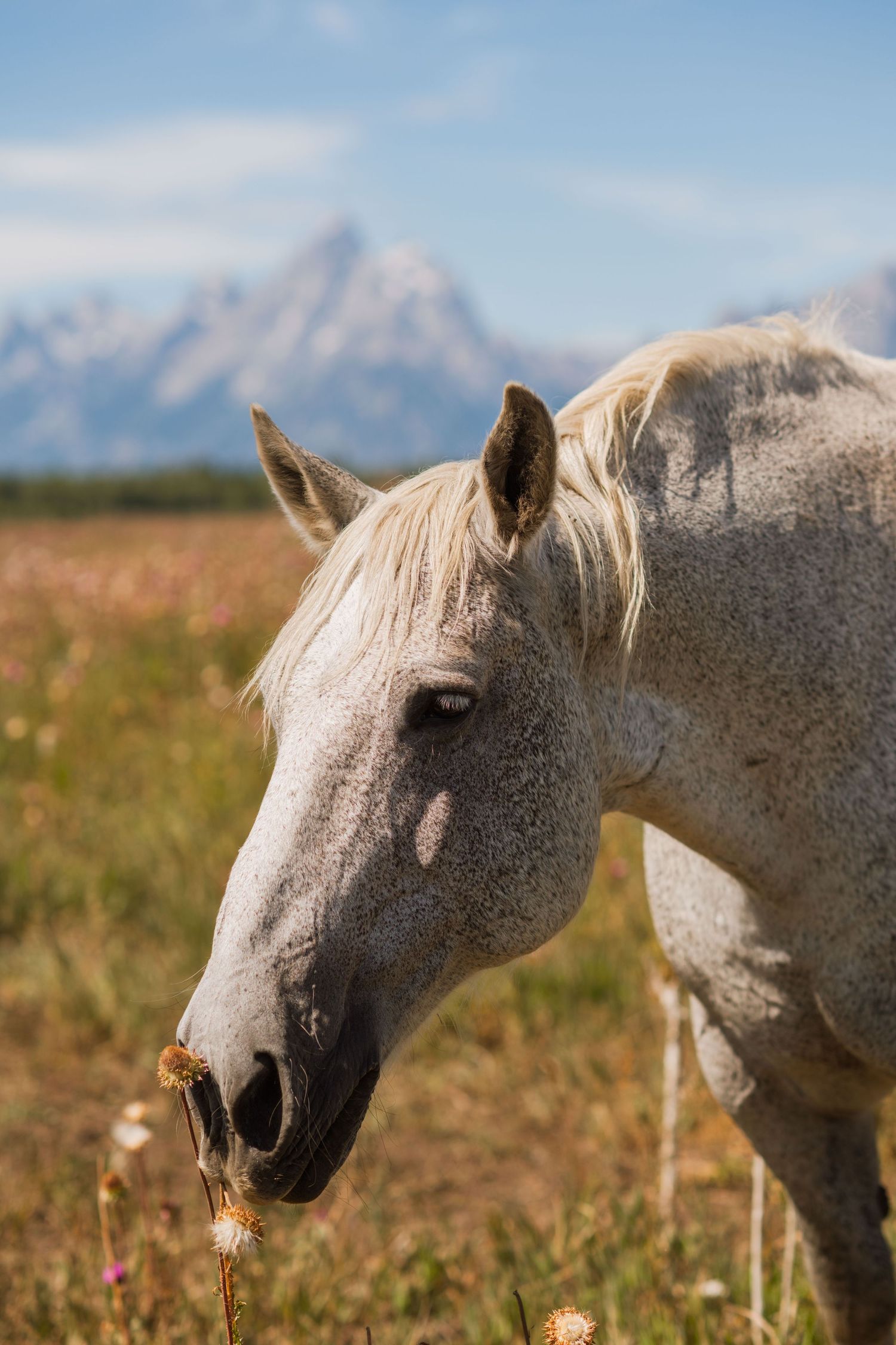 3 spear ranch cody wyoming, jackson hole, wyoming, jackson hole photographer, jackson hole photography, grand teton photographer